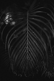 A black and white photo of a palm tree
