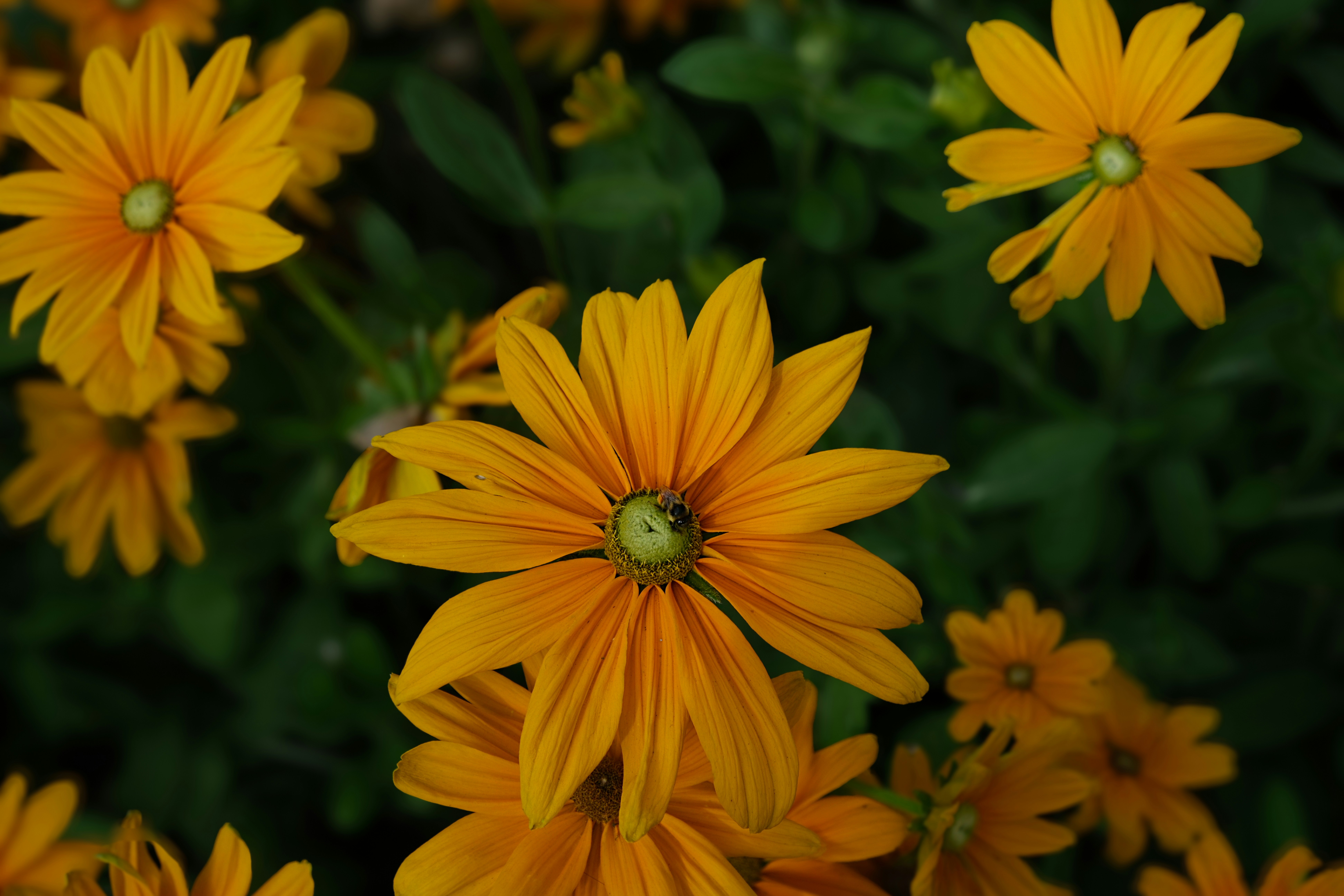 A close up of a bunch of yellow flowers