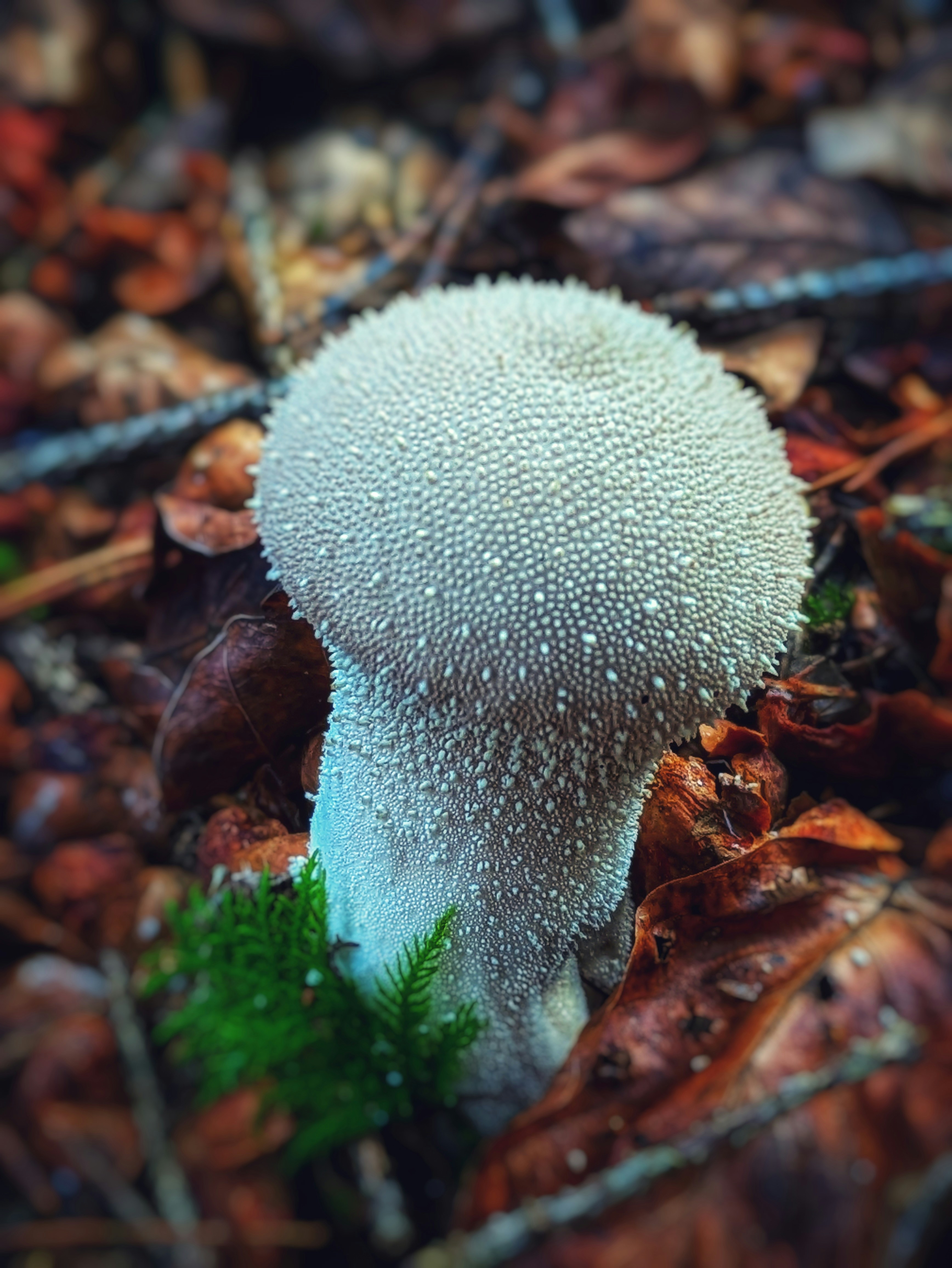 A white mushroom sitting on top of a forest floor