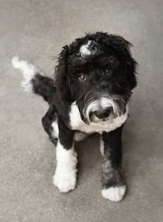 A small black and white dog sitting on top of a floor