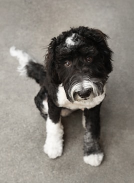 A small black and white dog sitting on top of a floor