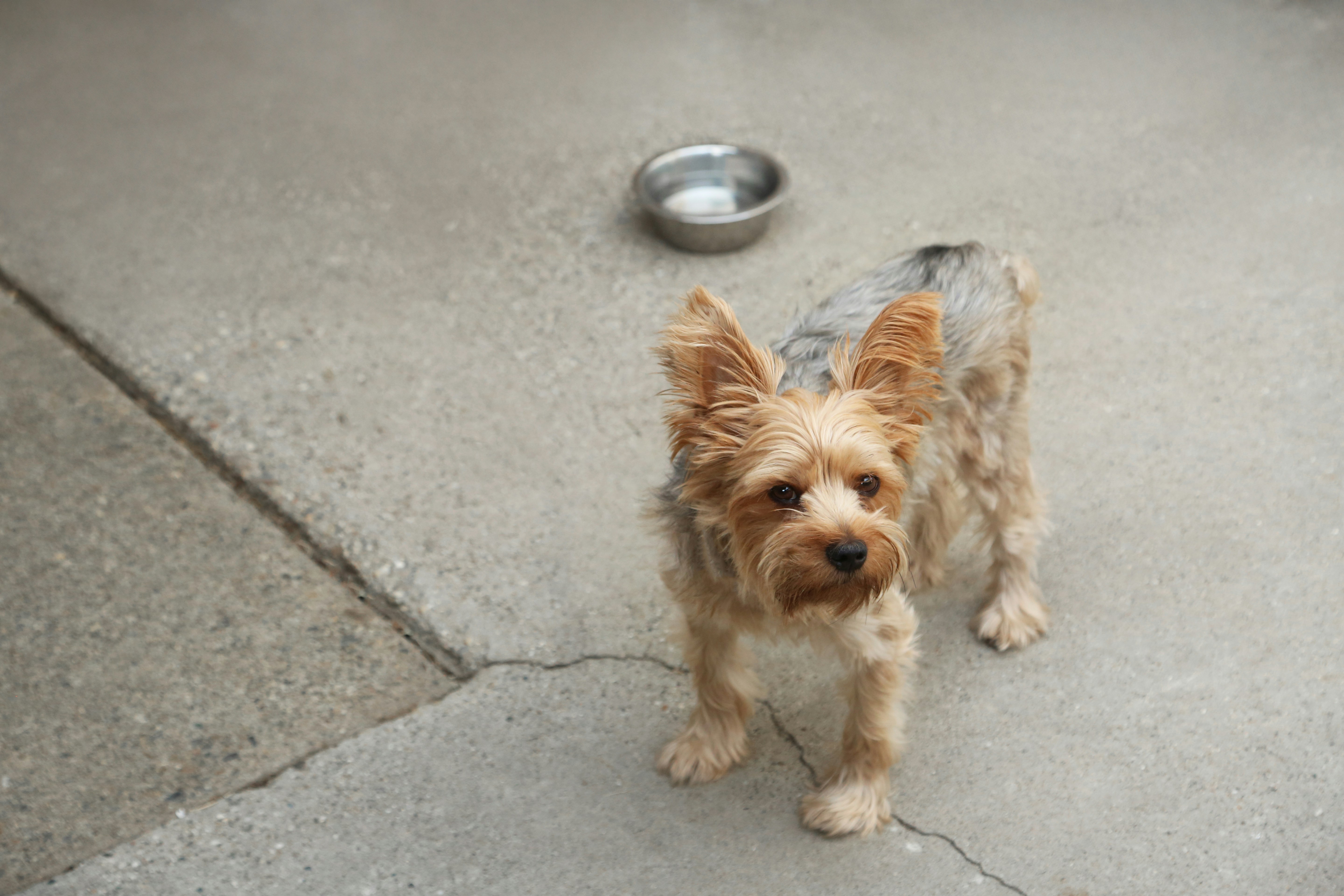 A small brown dog standing on top of a sidewalk