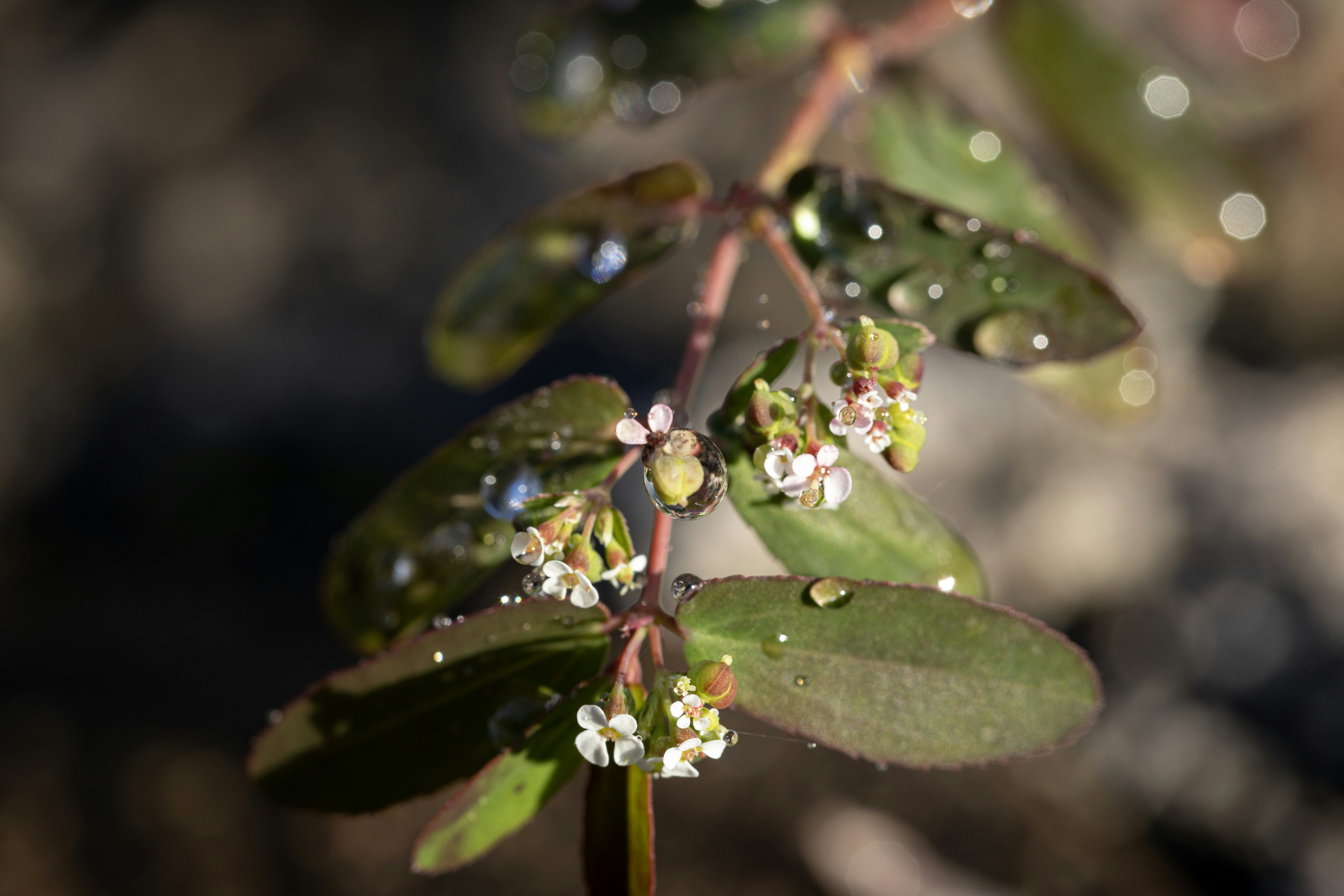 A close up of a plant with drops of water on it