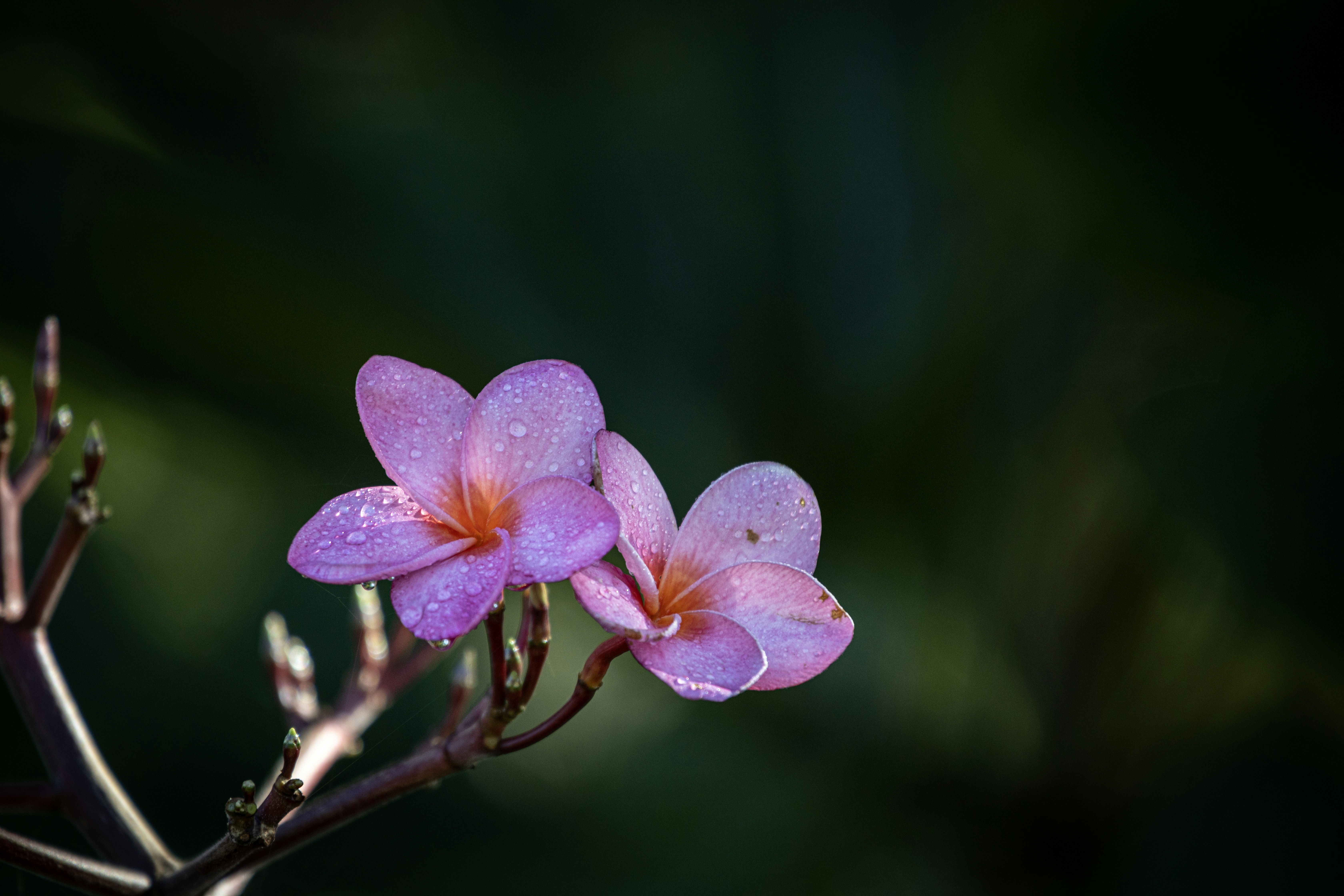 A close up of a flower with a blurry background