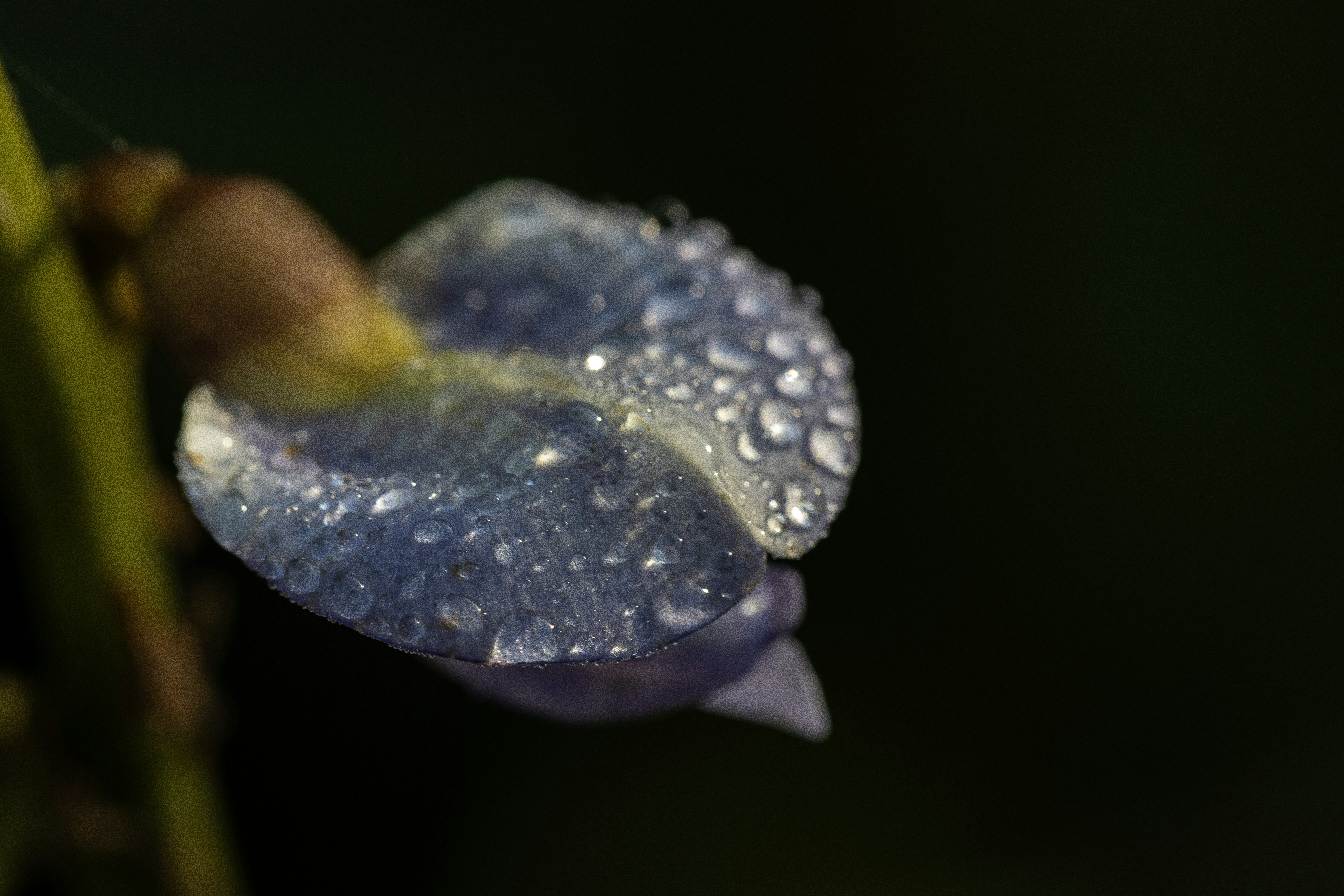 A close up of a flower with water droplets on it