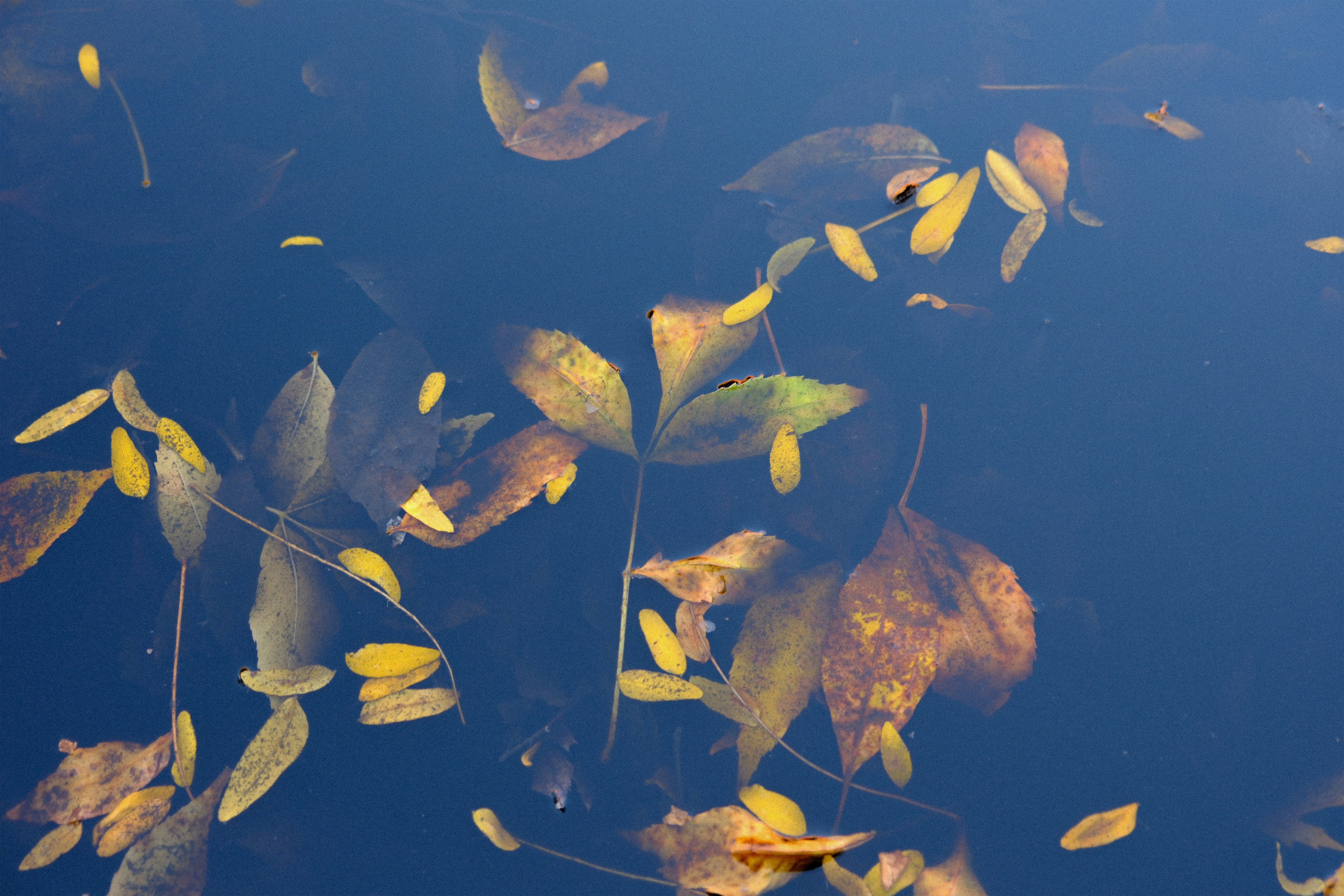A group of leaves floating on top of a body of water