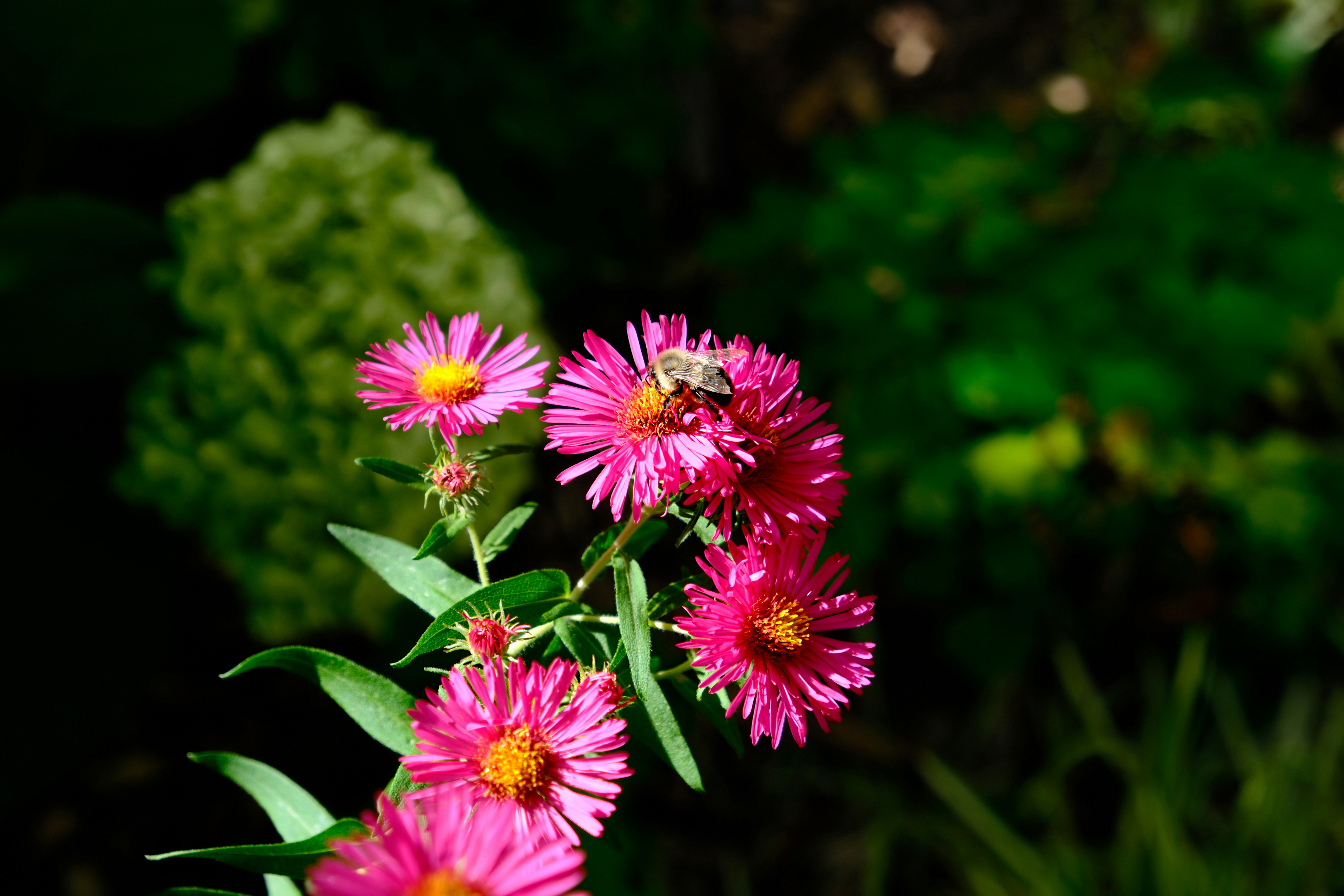 A bunch of pink flowers sitting on top of a lush green field