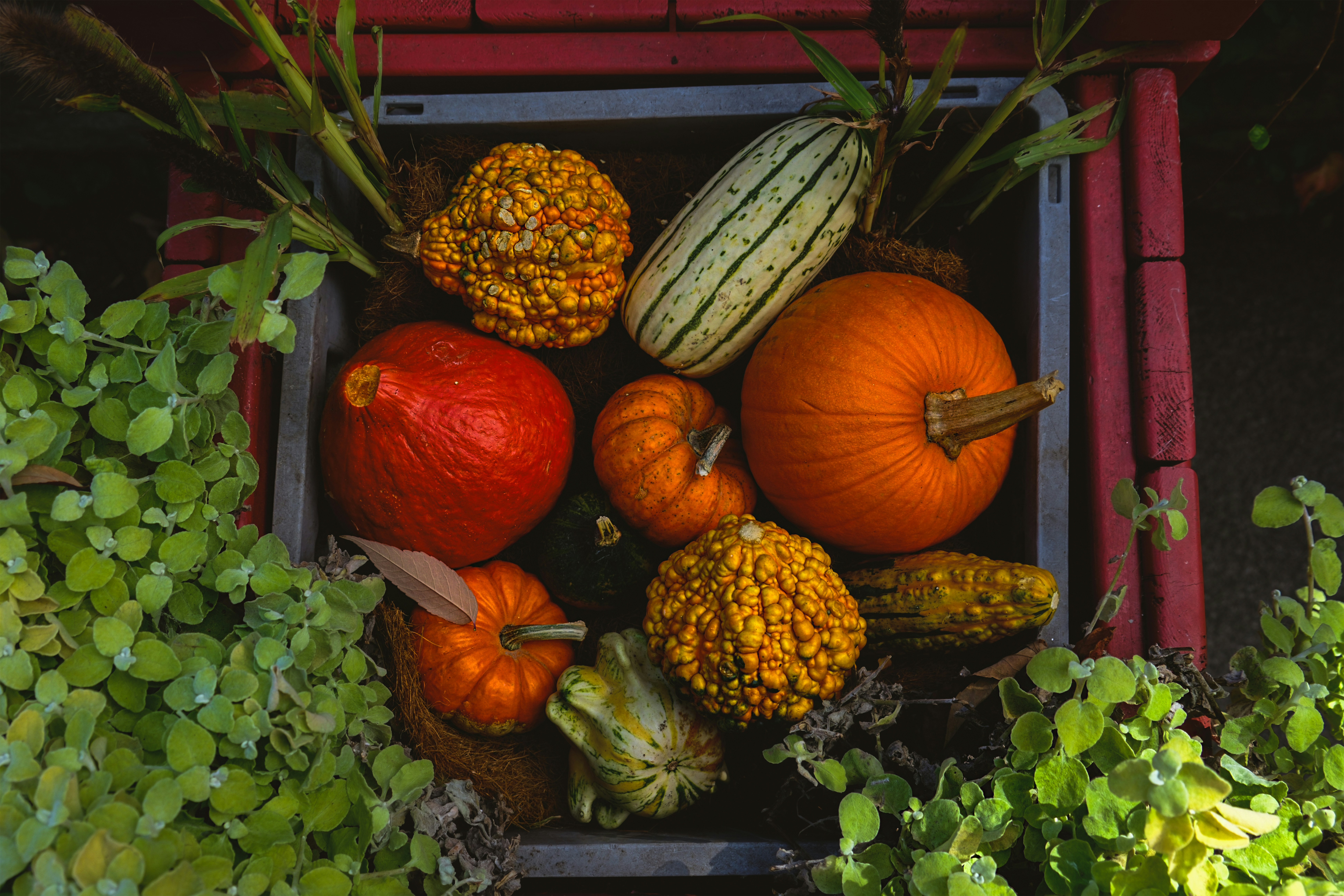 Family sorting produce at a table using EasyHome on a tablet for meal and garden planning with Bailey AI.