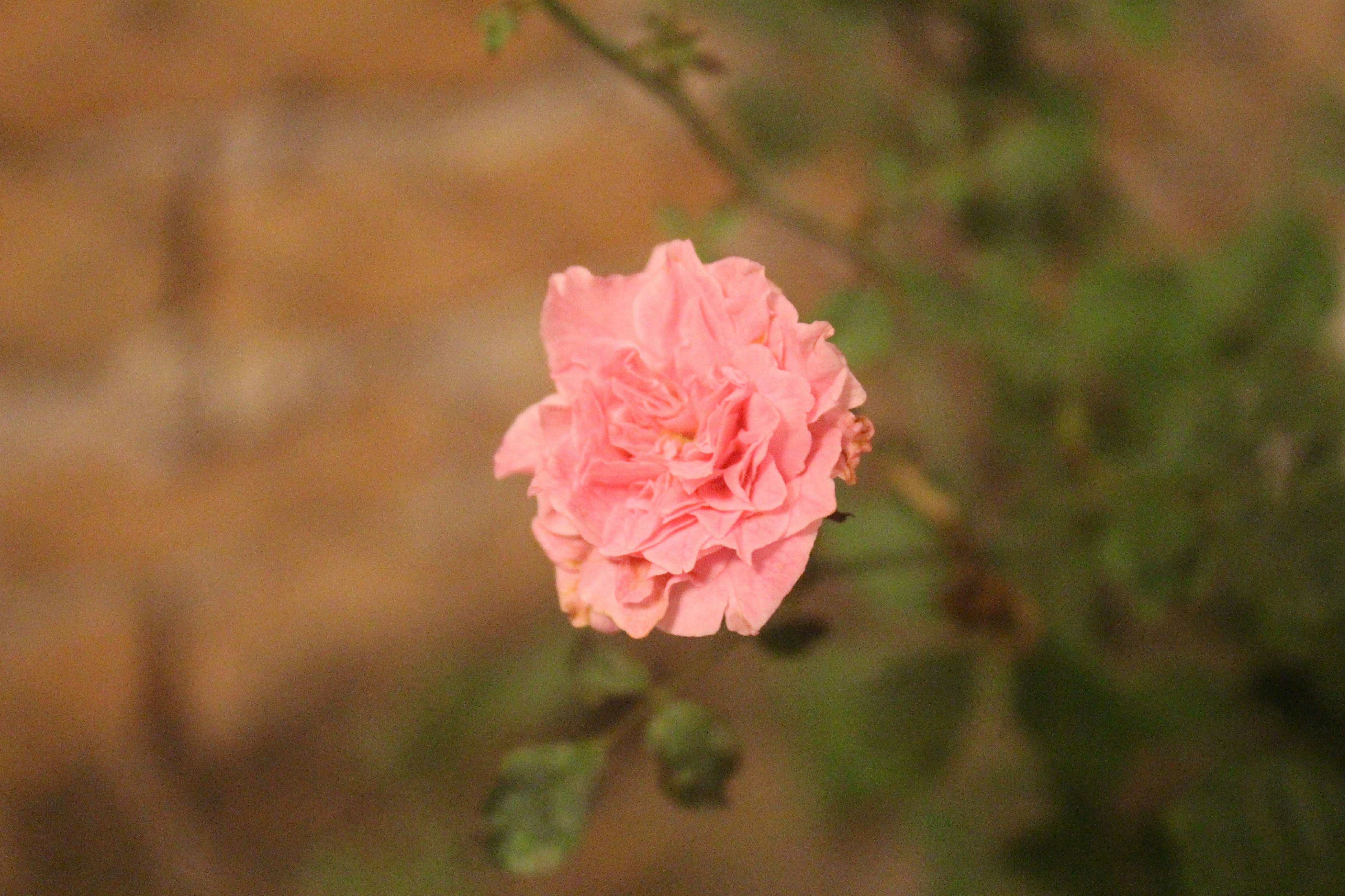 A pink flower is blooming in front of a brick wall photo – Free Rose ...