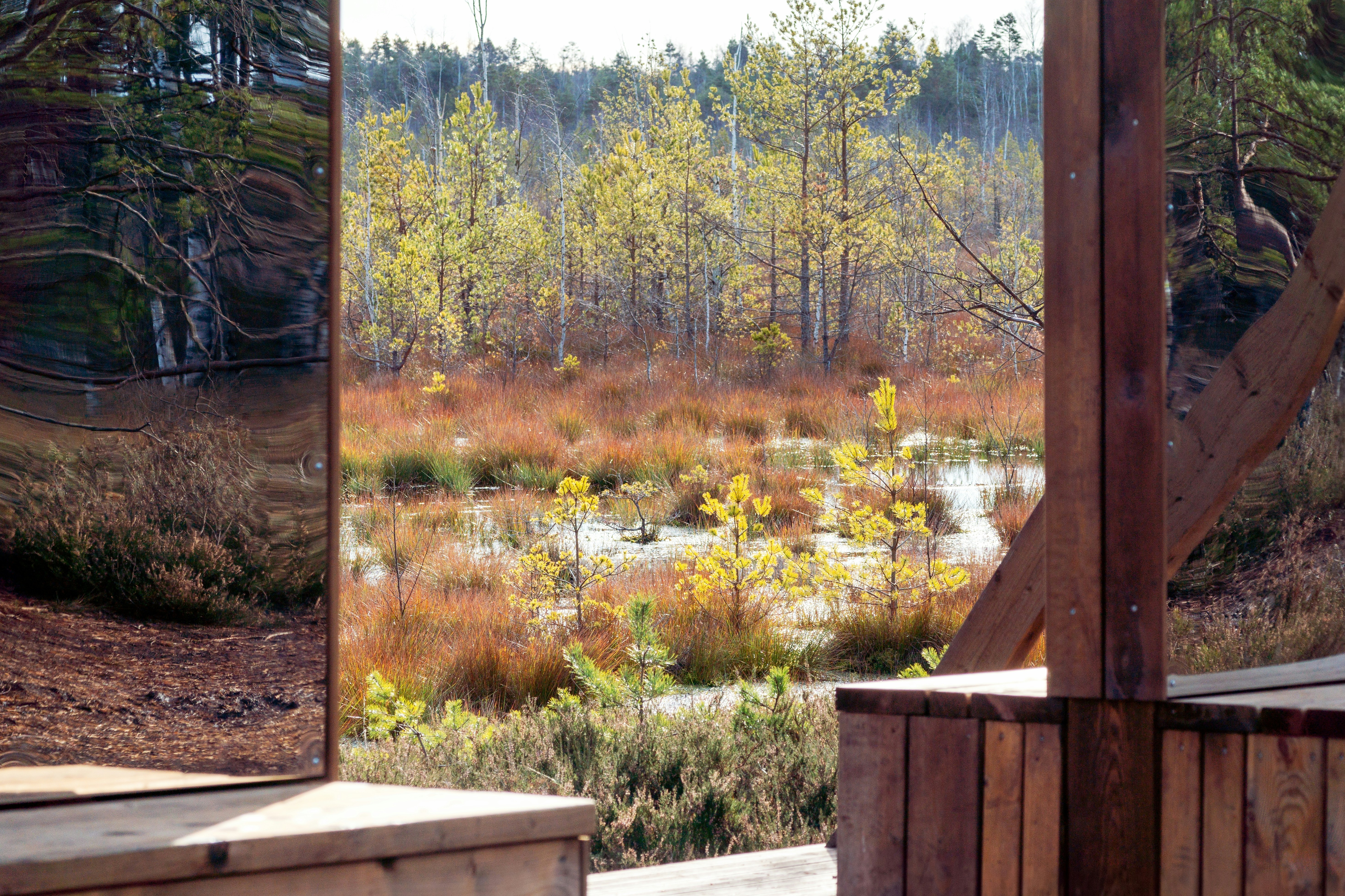 Flooded red cranberry bog surrounded by autumn trees