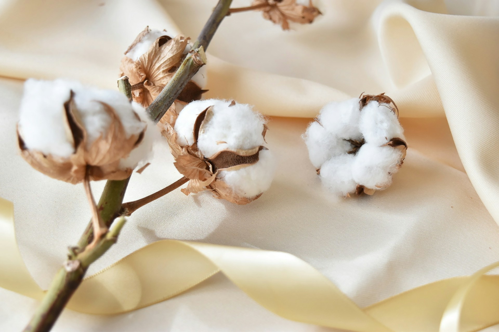 A close up of cotton flowers on a cloth