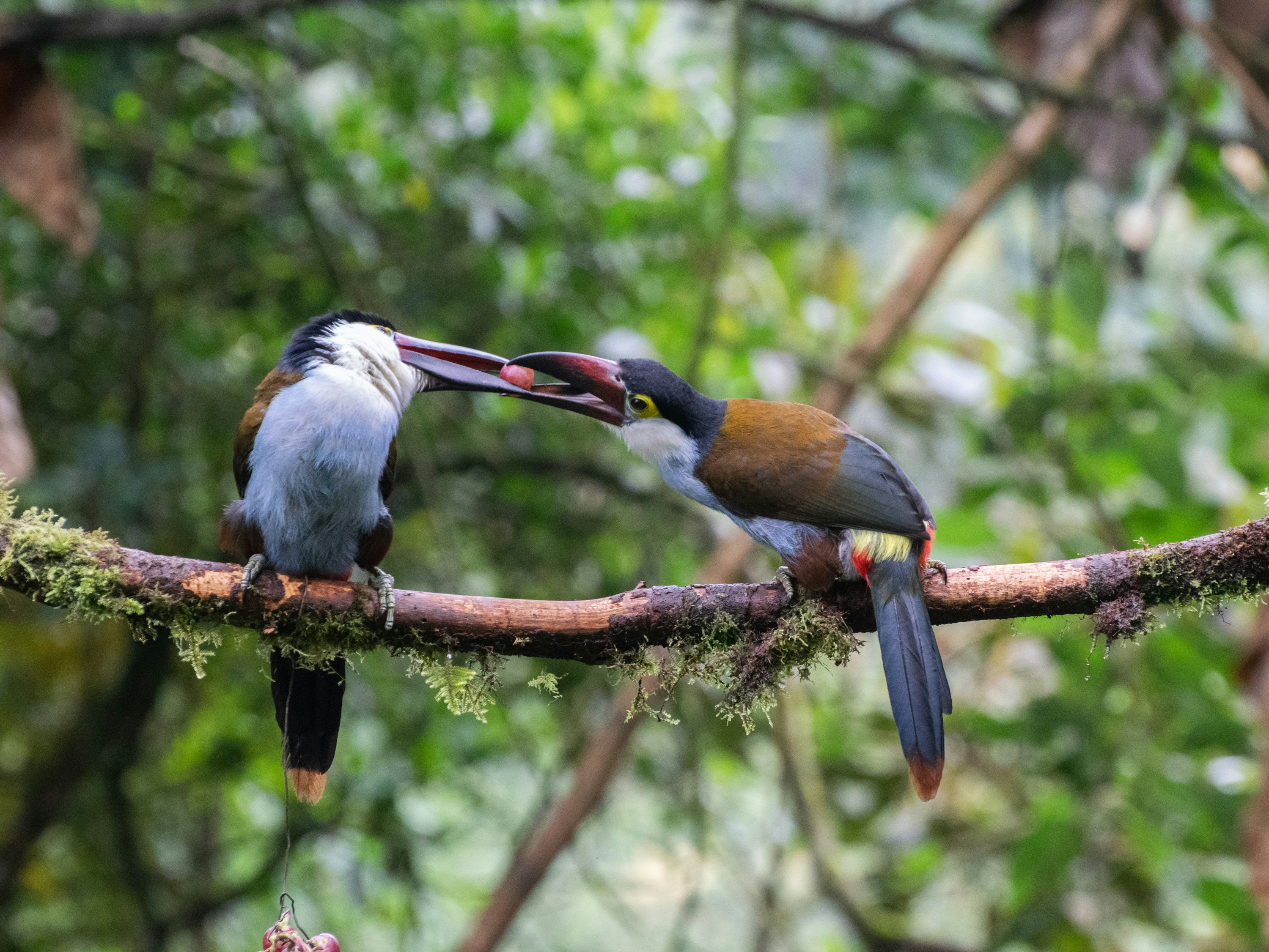 A couple of birds sitting on top of a tree branch