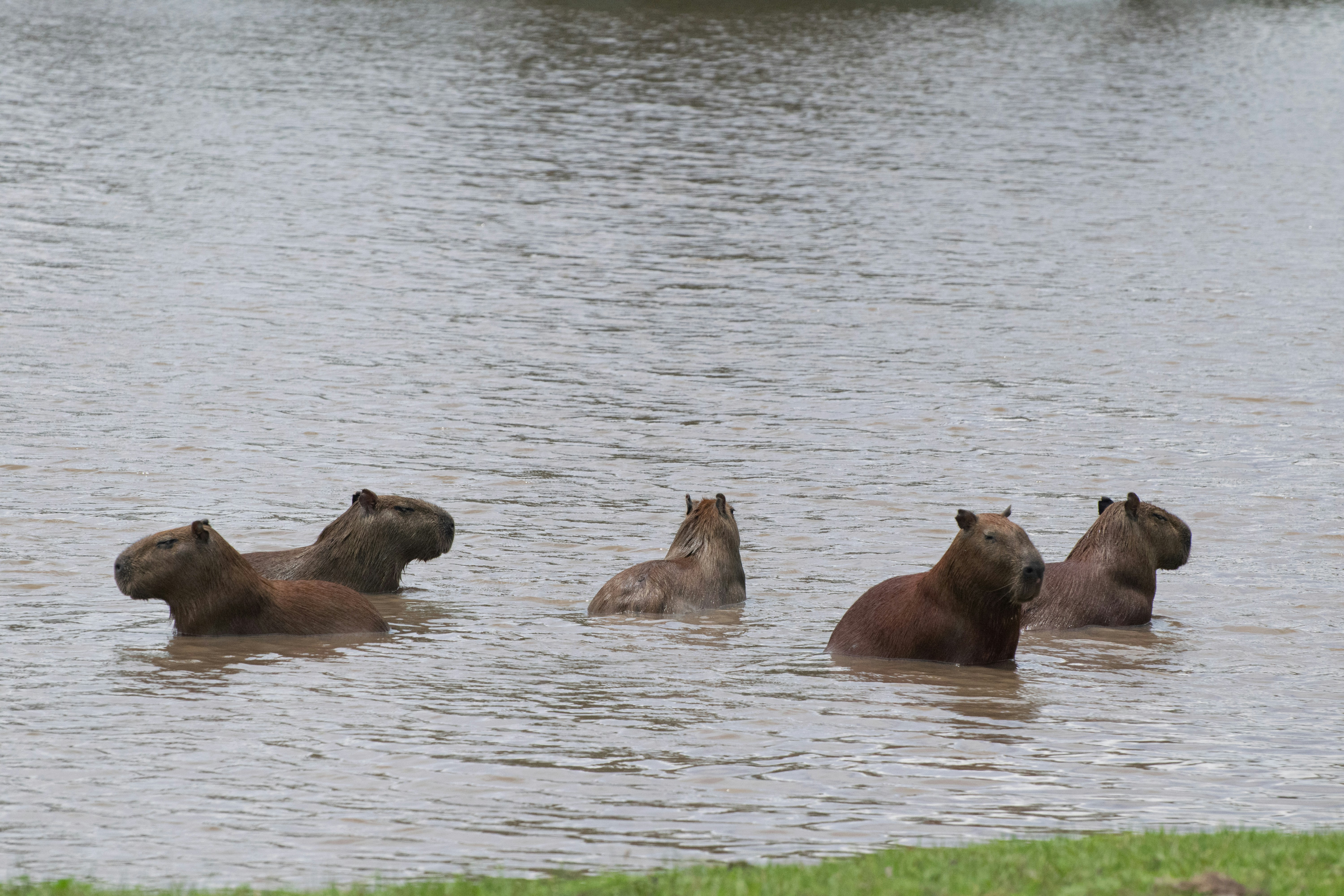 Cosas que debes saber sobre el safari llanero en Colombia