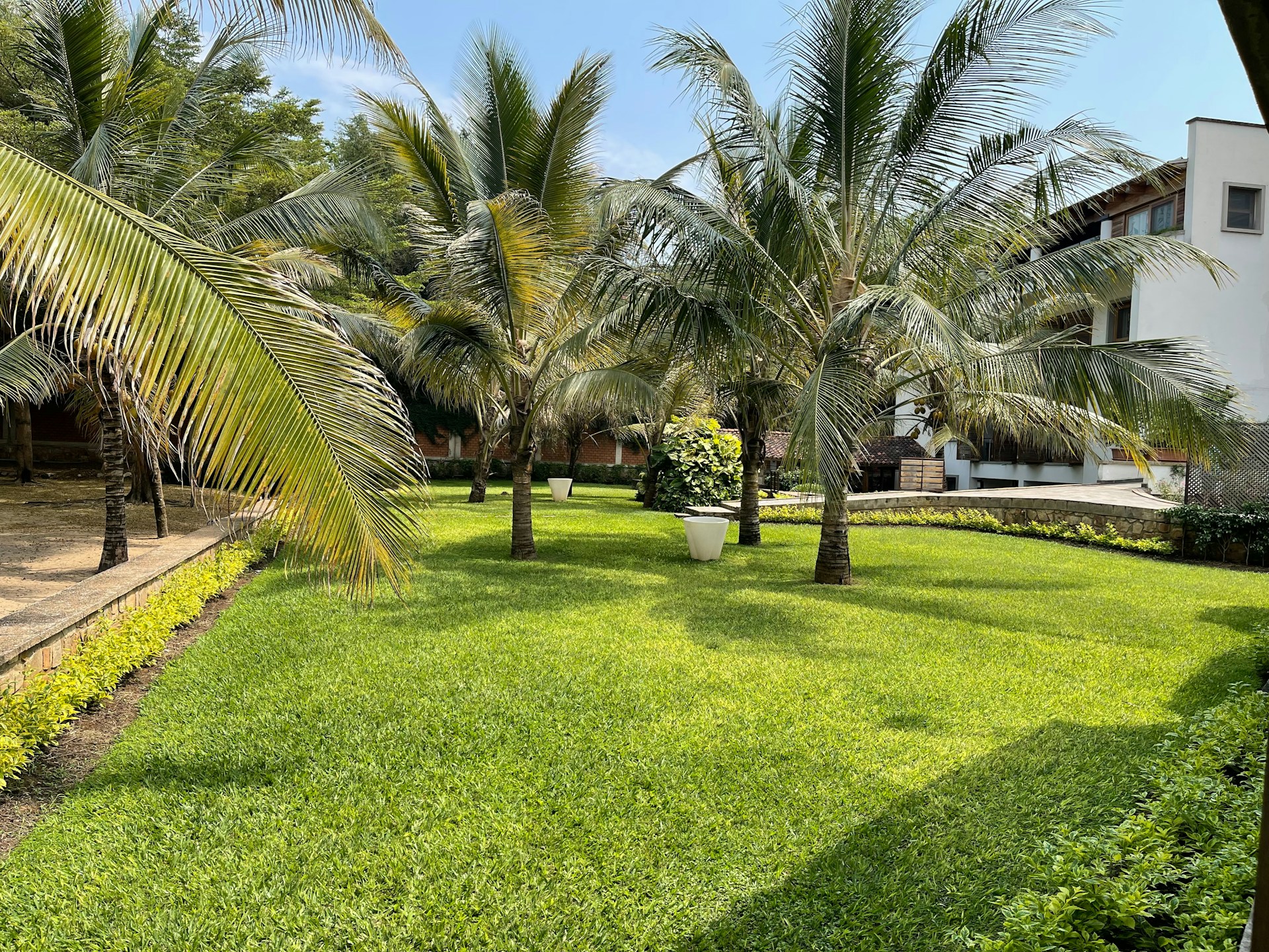 A lush green yard surrounded by palm trees
