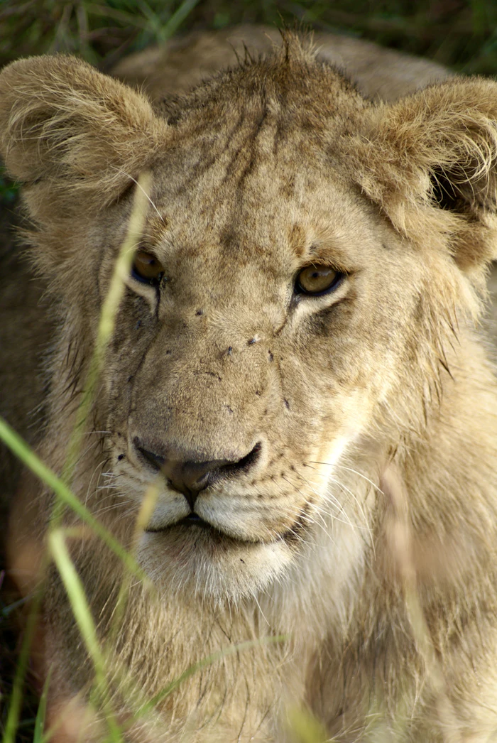 Lion