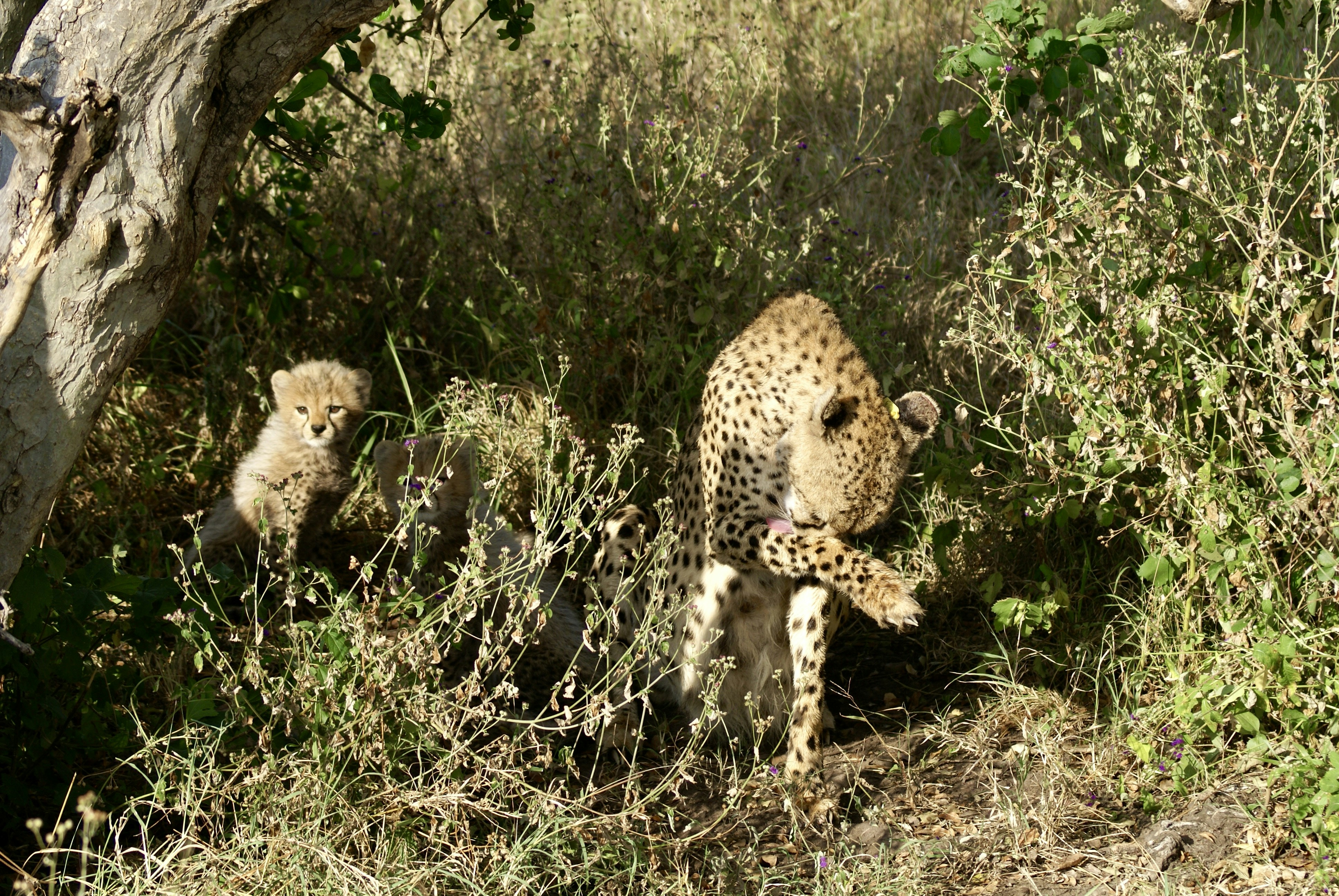 Leopard Cubs at Play (image credits: unsplash)