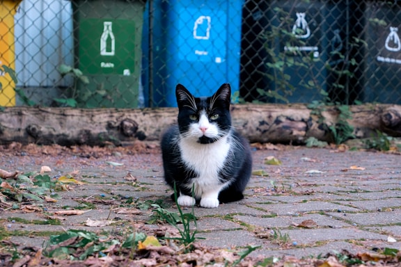A black and white cat sitting on the ground