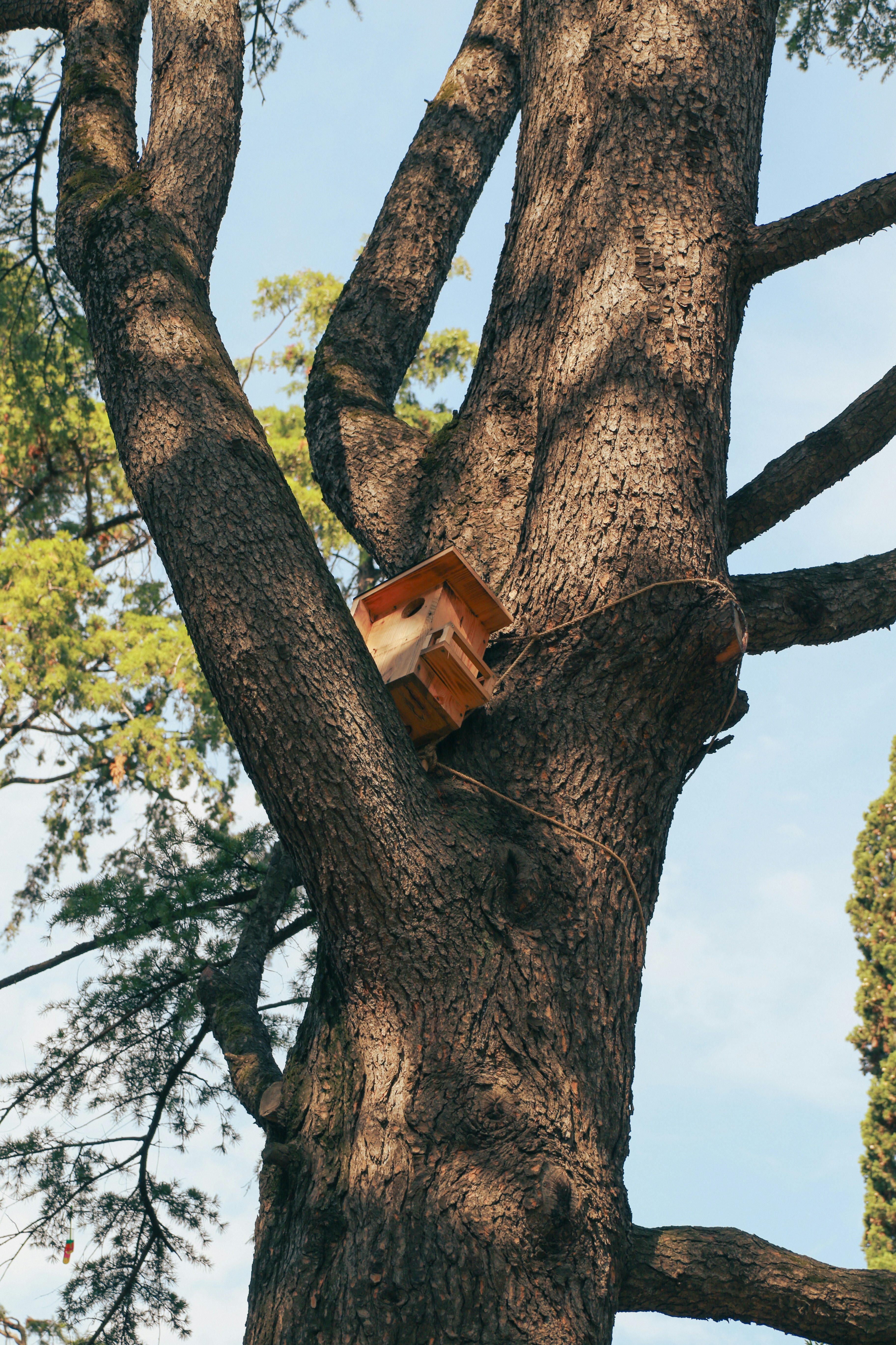 A bird house in a tree with a blue sky in the background