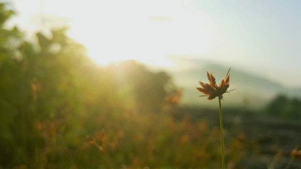 The sun shines brightly on a flower in a field