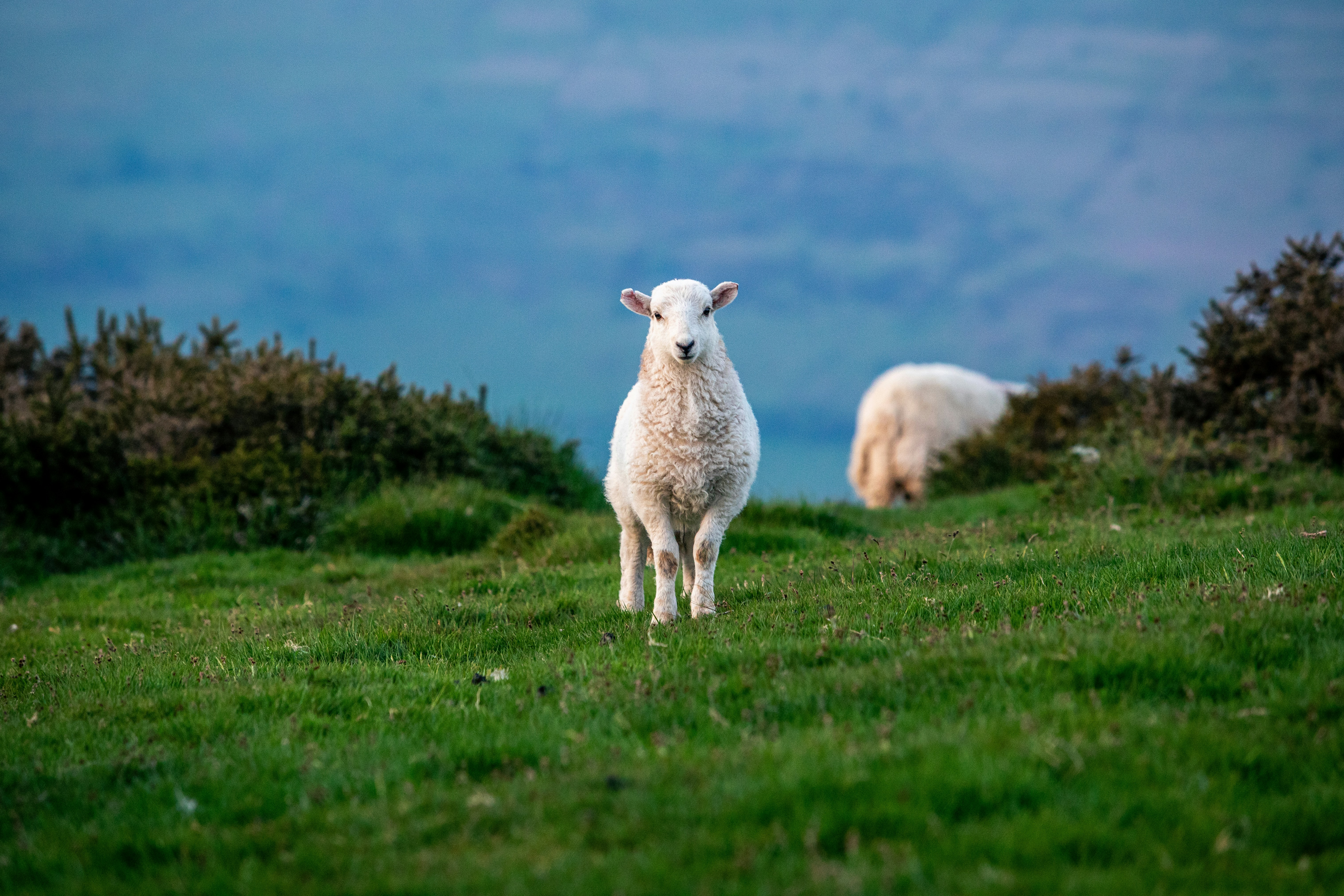 A couple of sheep standing on top of a lush green field