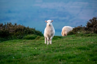 A couple of sheep standing on top of a lush green field