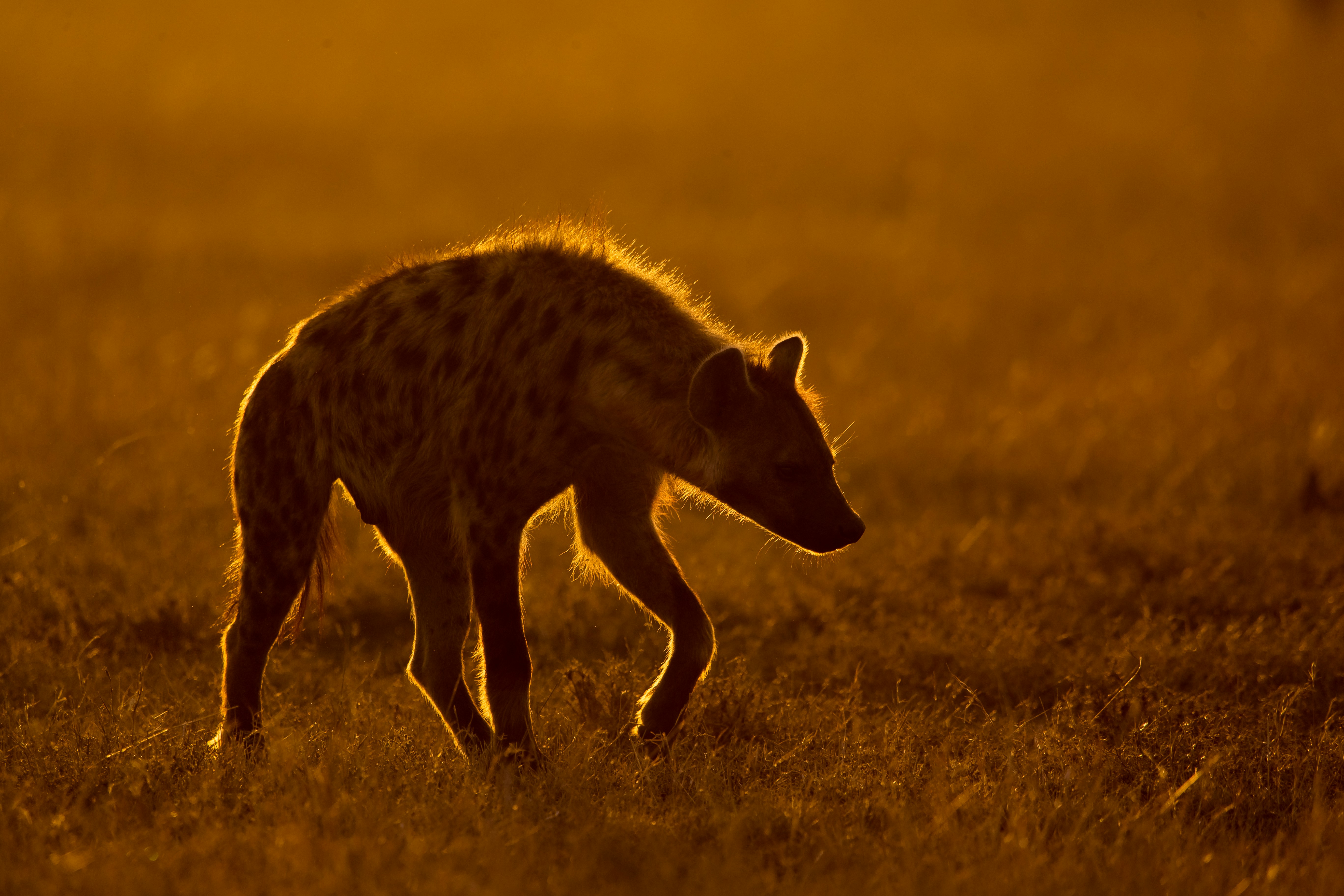 A hyena walking through a field at sunset