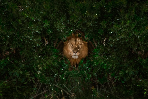 A picture of a lion hiding in the bushes