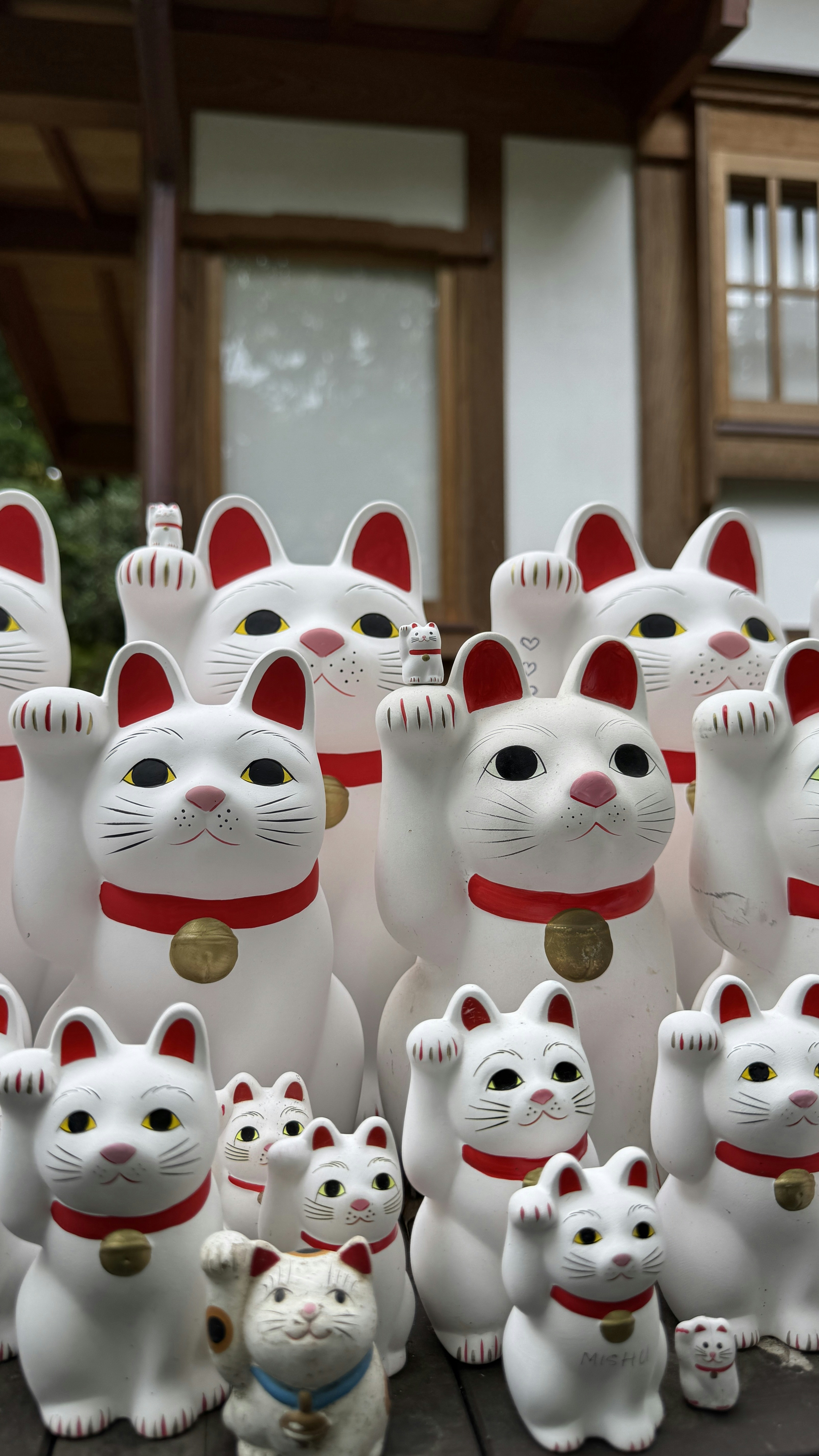 A group of white cats sitting next to each other