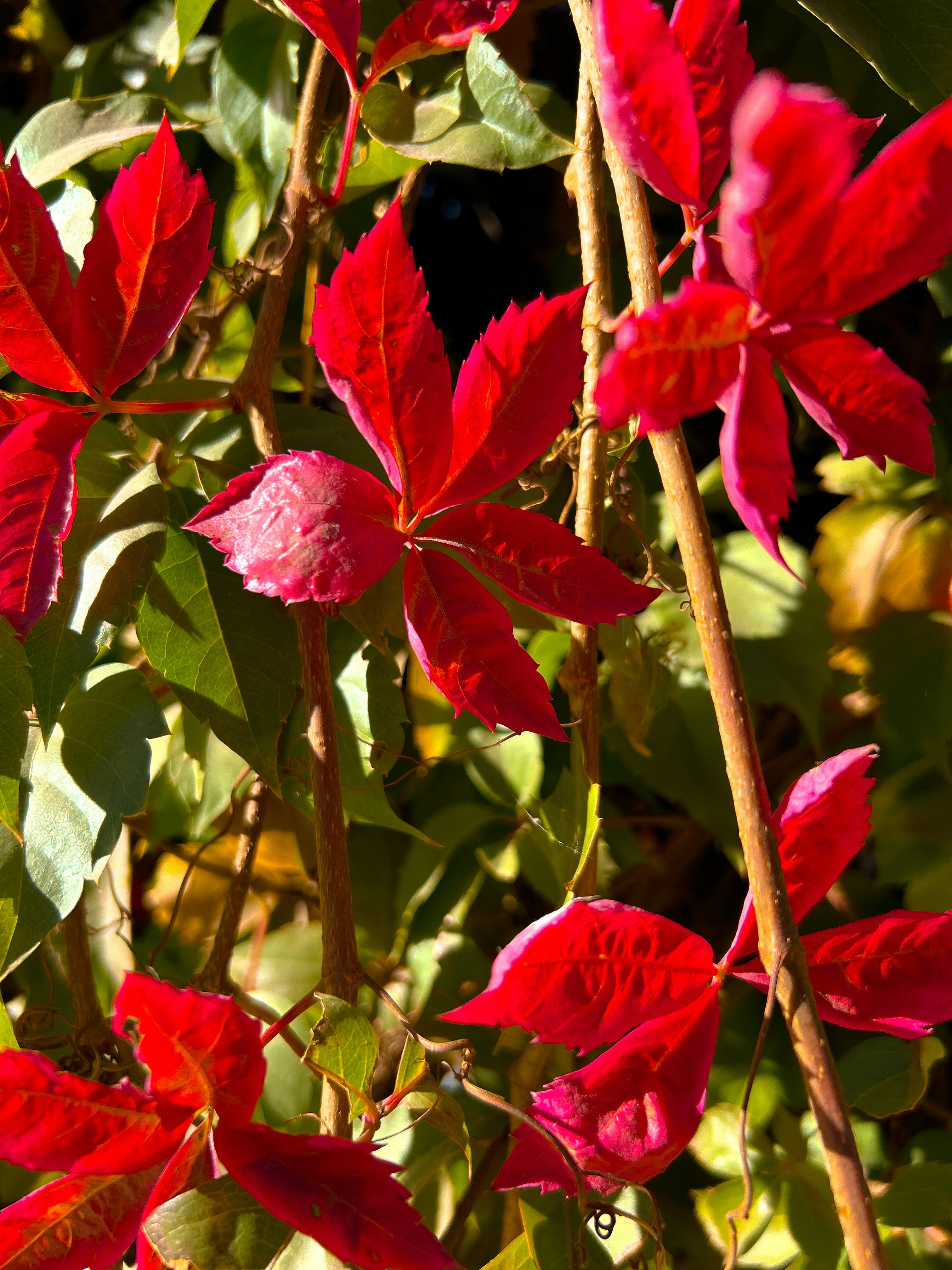 Photo by marynademir