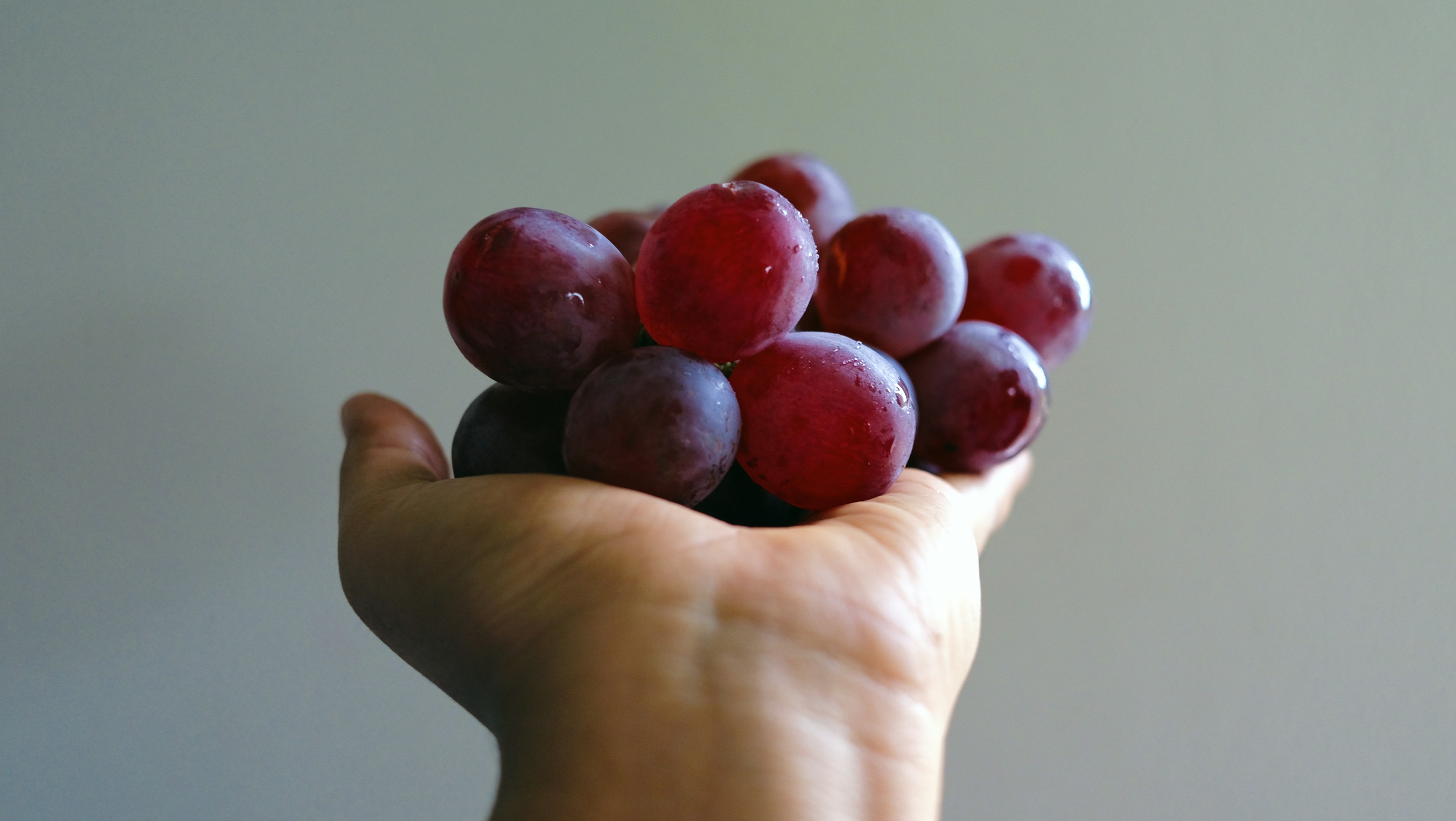 A person holding a bunch of grapes in their hand