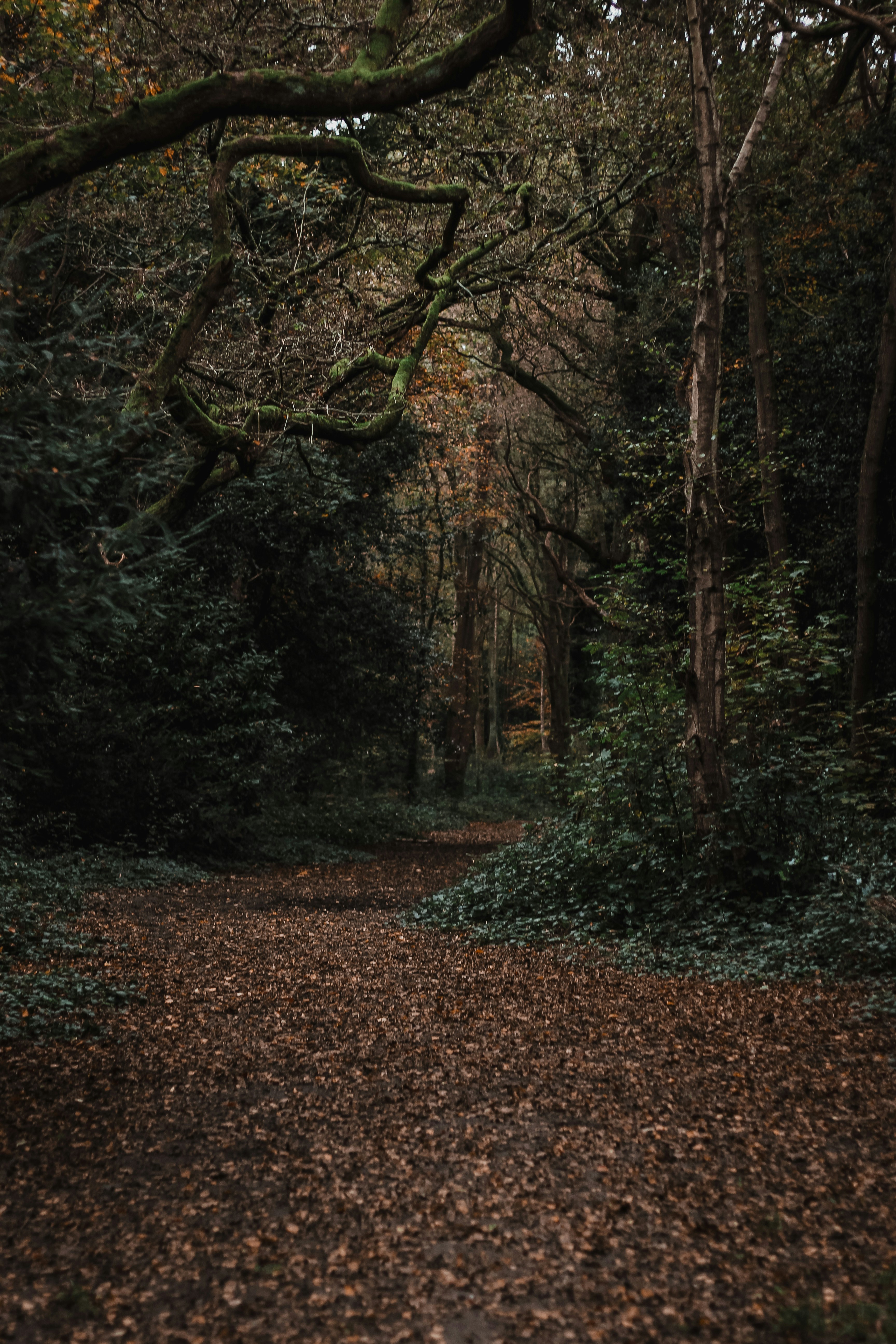 Photo by gingerbudgie