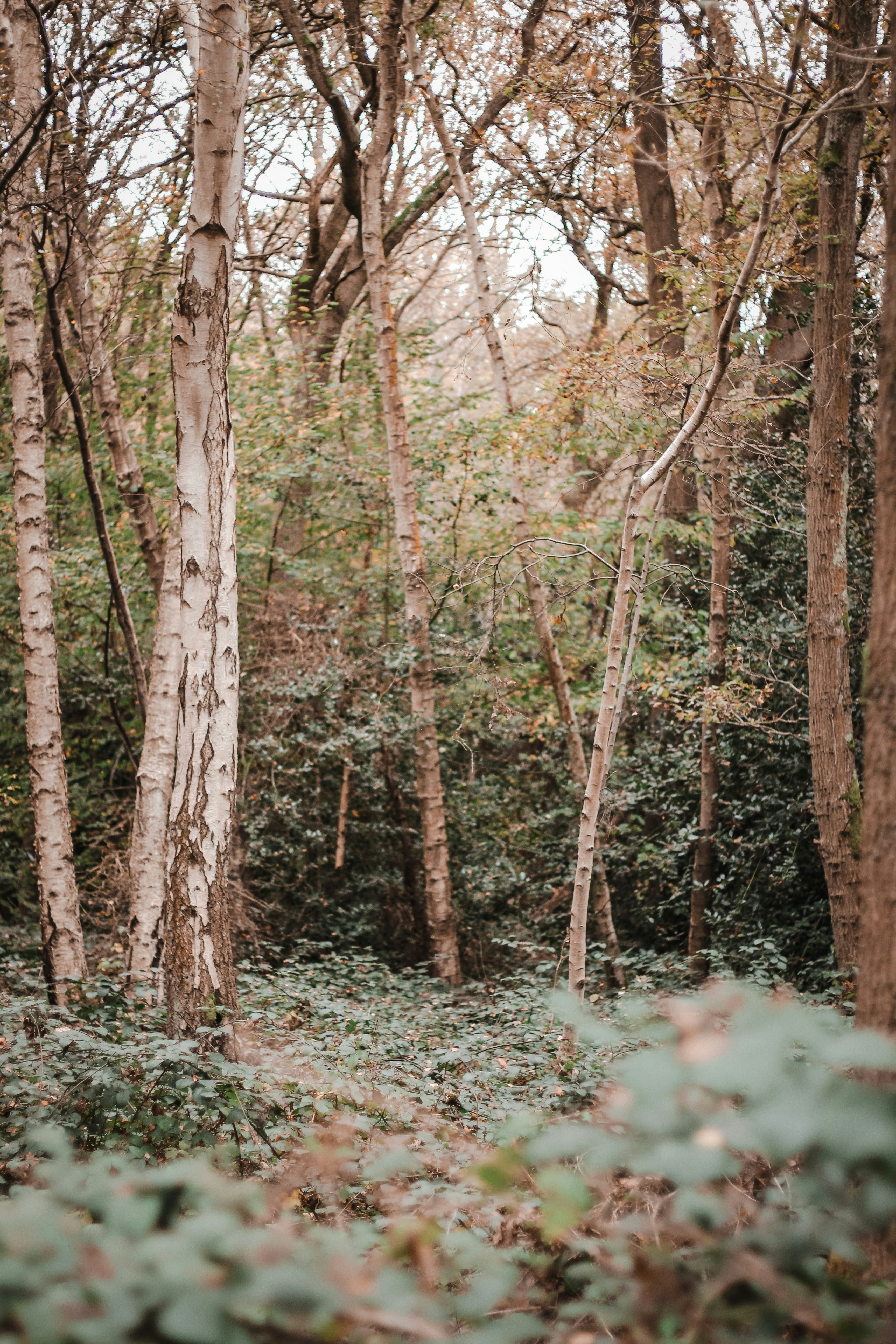 Photo by gingerbudgie