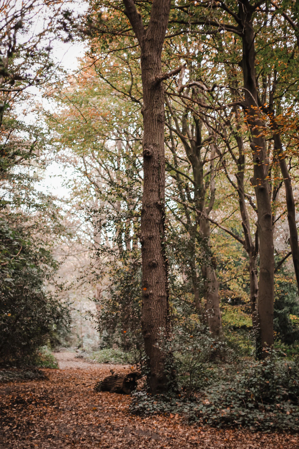 A wooded path through Wimbledon Common