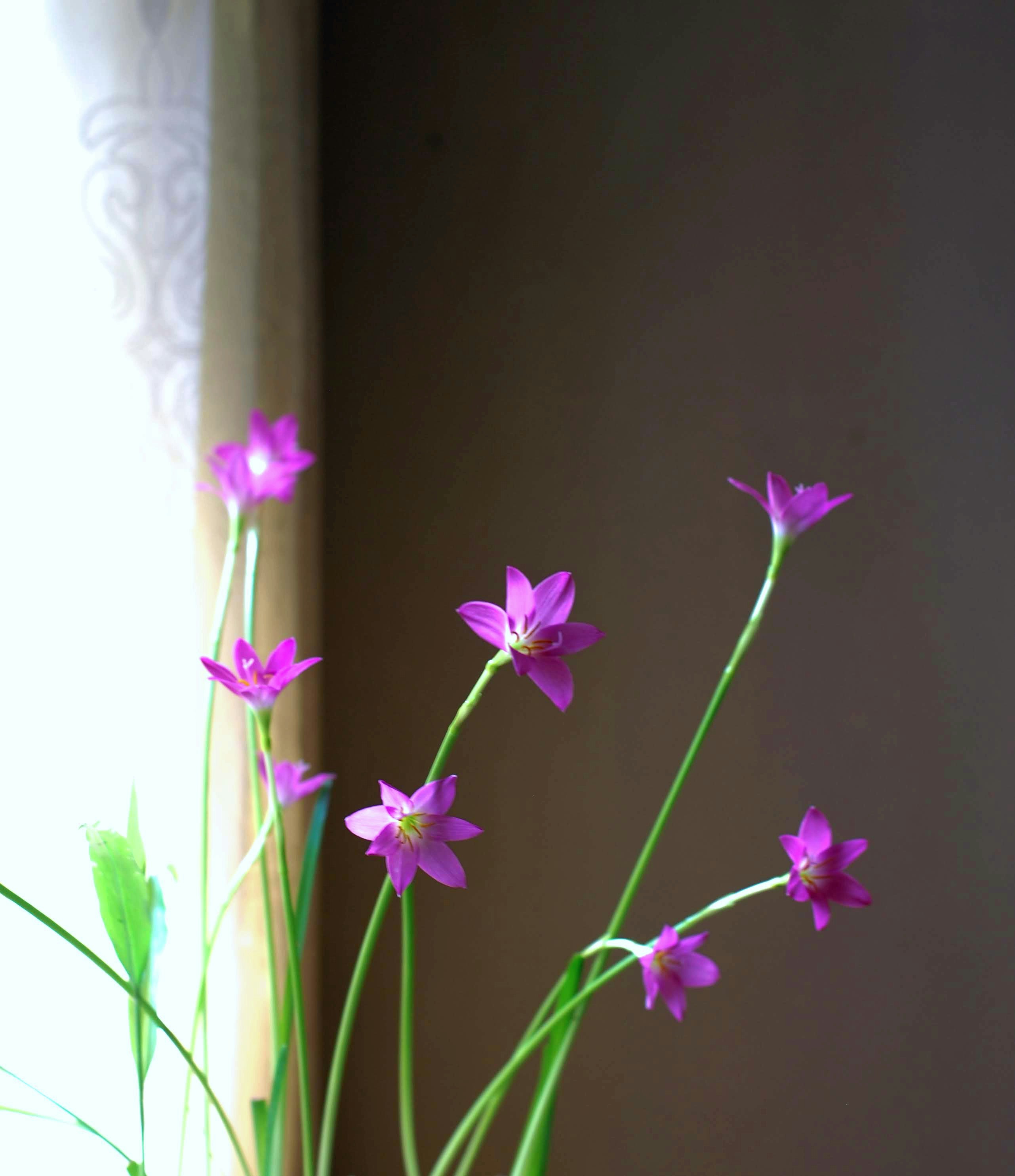 A vase filled with purple flowers on top of a table
