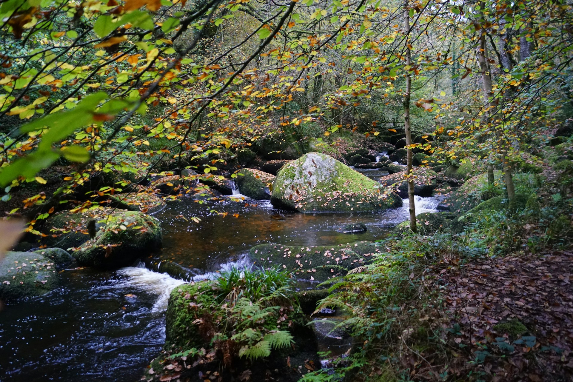 A stream running through a lush green forest