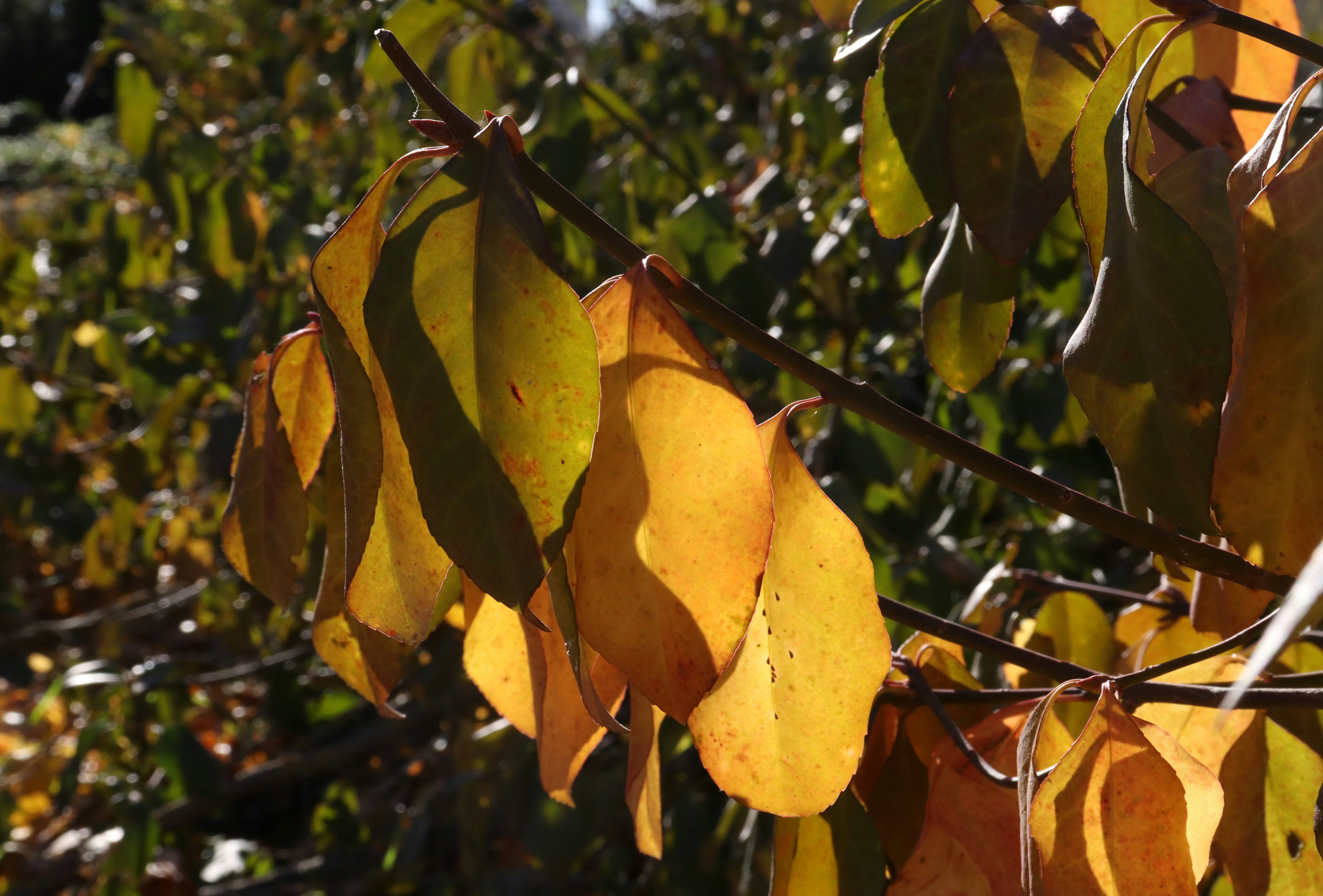 Photo by bored_mongoose