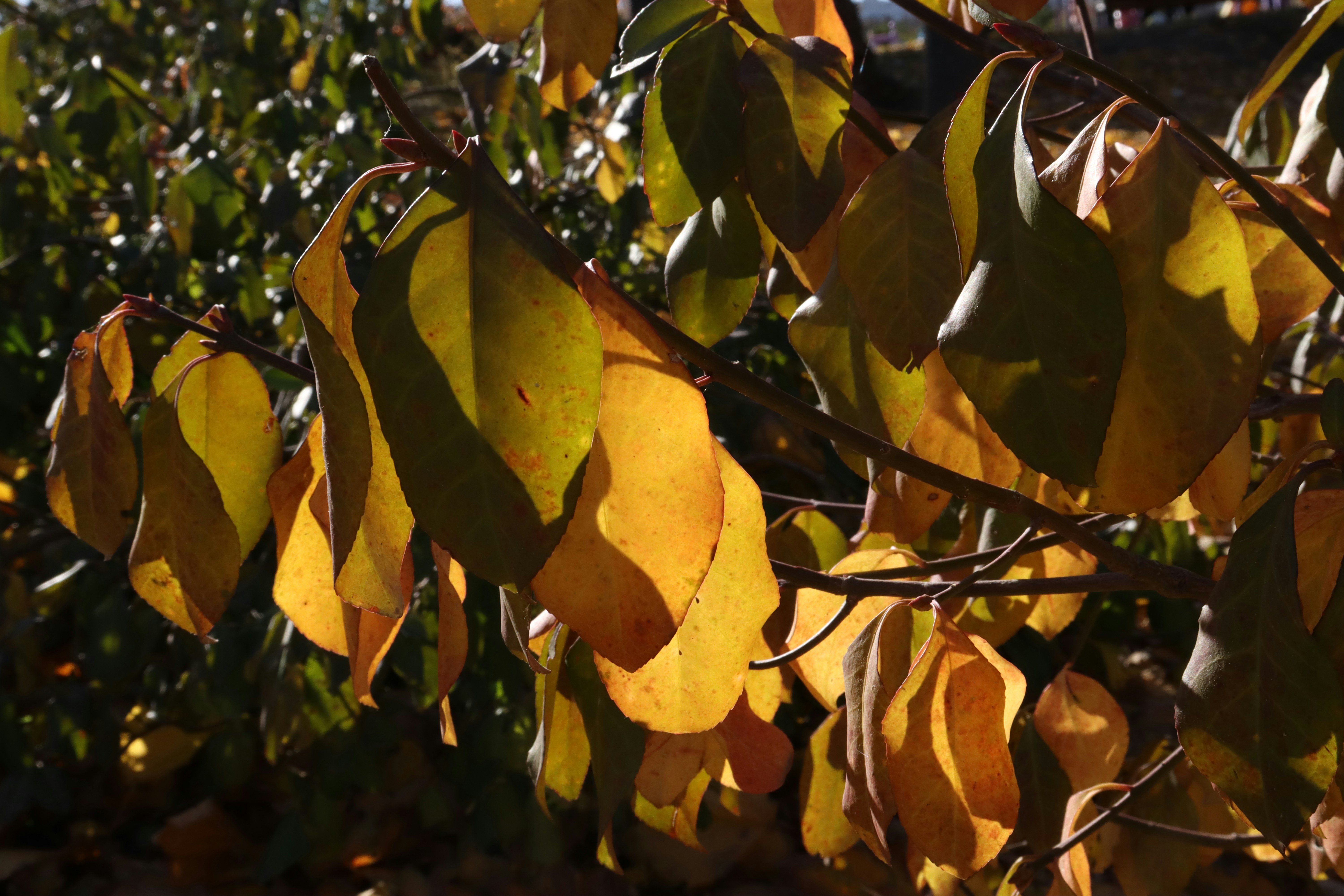 Photo by bored_mongoose