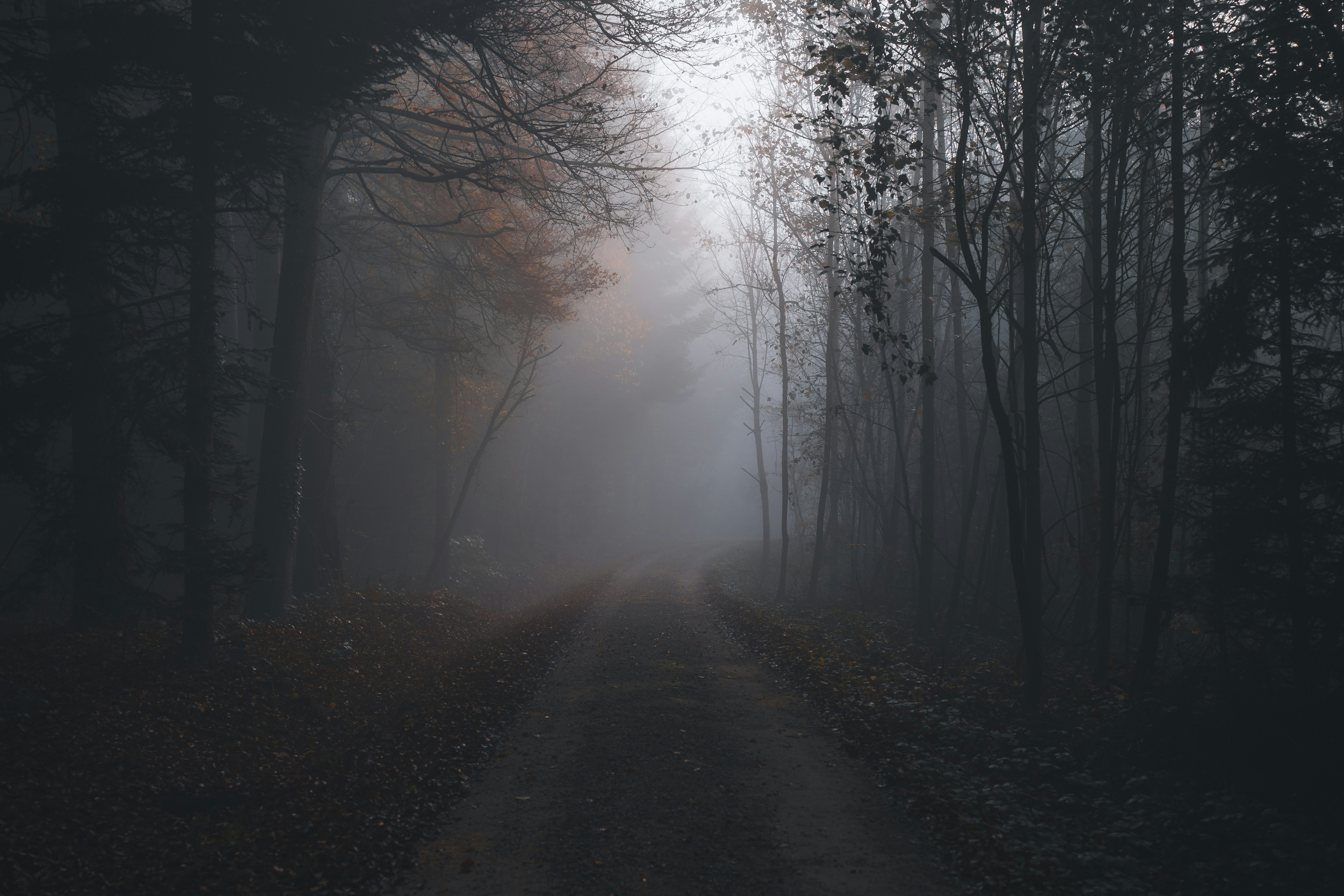 A dirt road in the middle of a forest