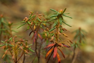 A close up of a plant with red and yellow flowers