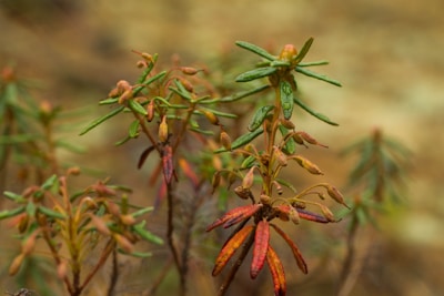 A close up of a plant with red and yellow flowers