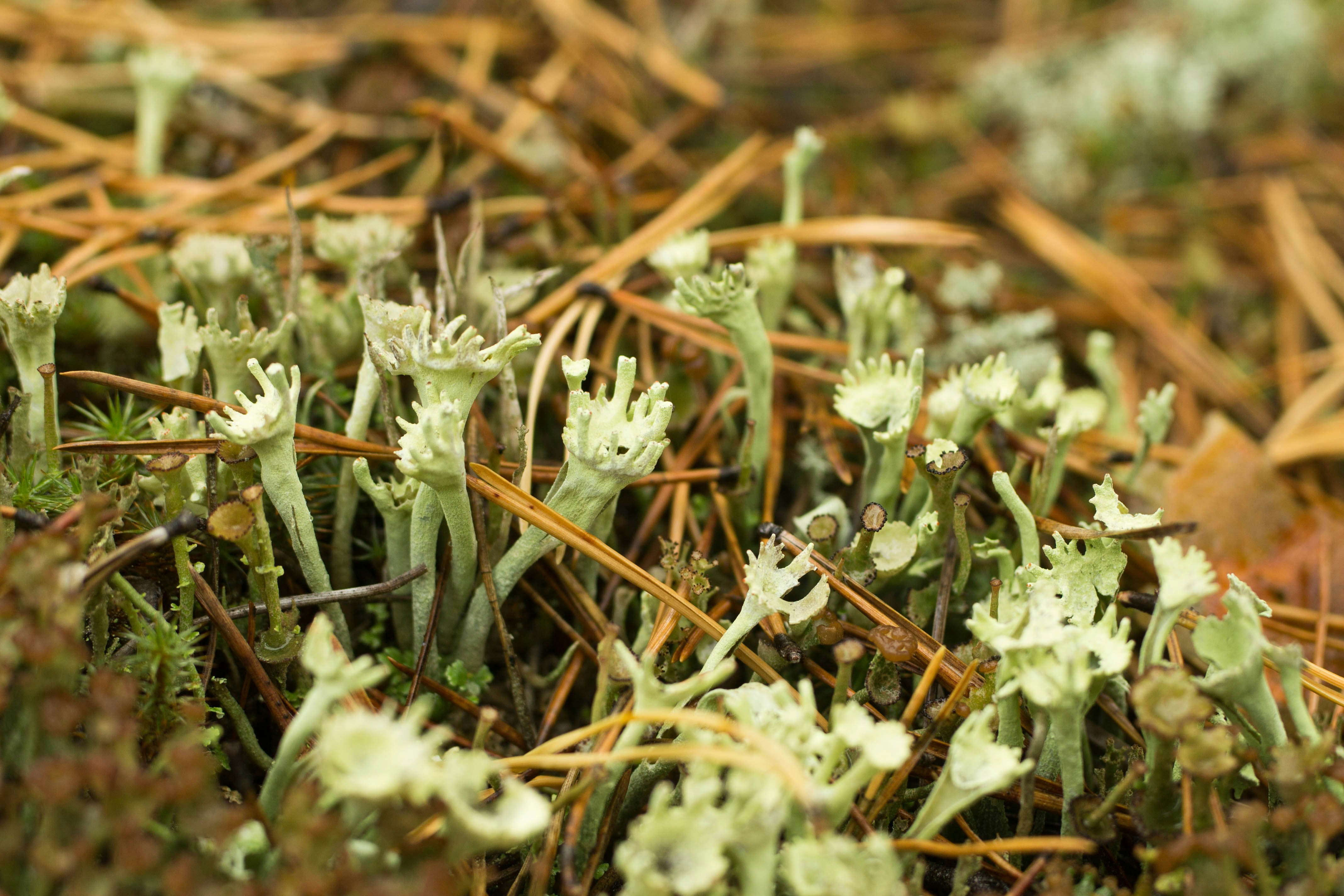 A close up of a patch of grass with small white flowers
