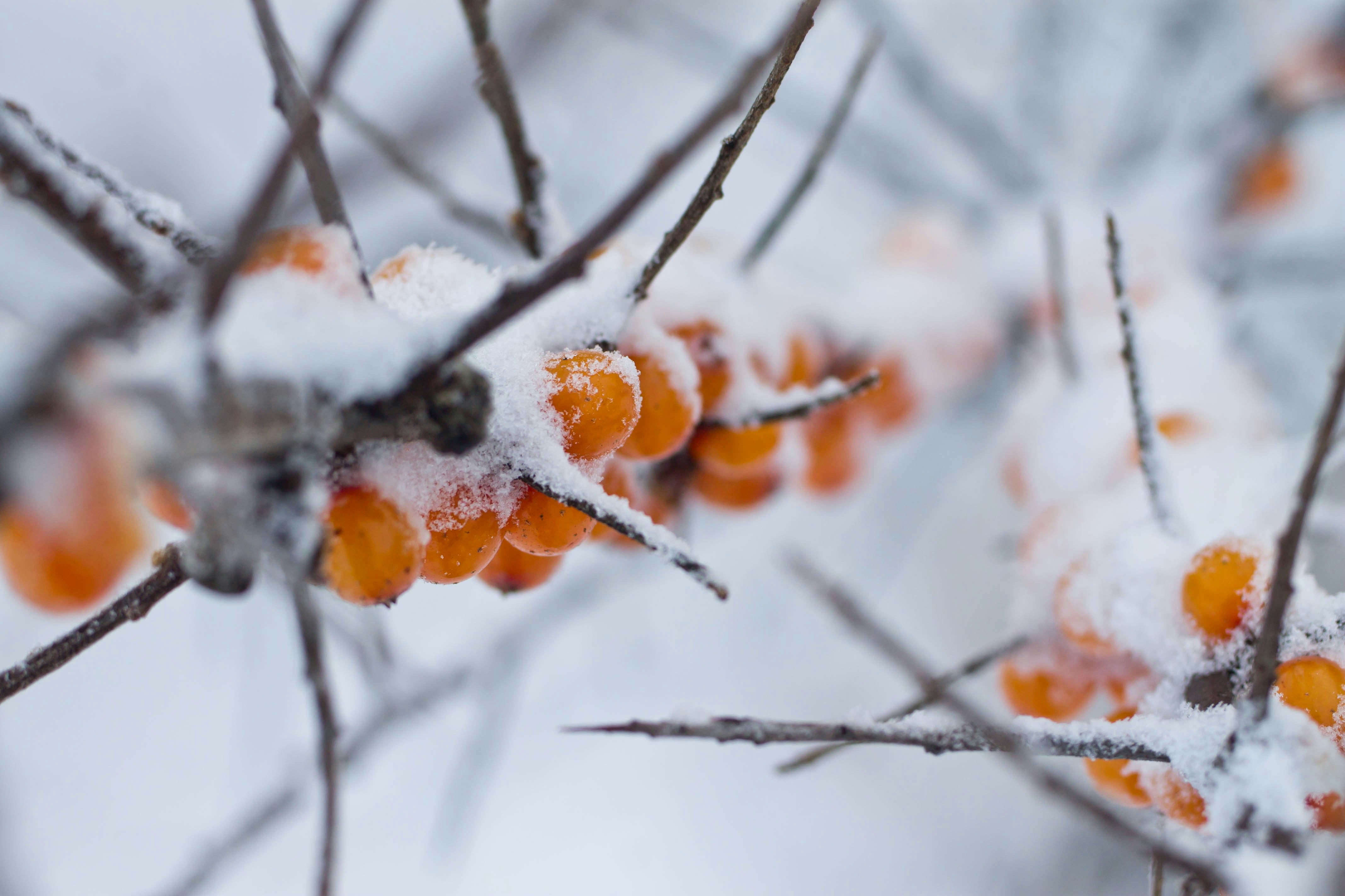 Sea buckthorn berries in snow