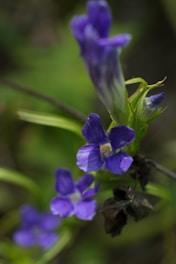 A close up of a purple flower on a plant