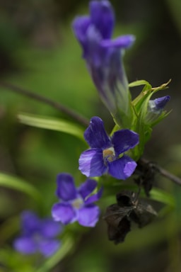 A close up of a purple flower on a plant