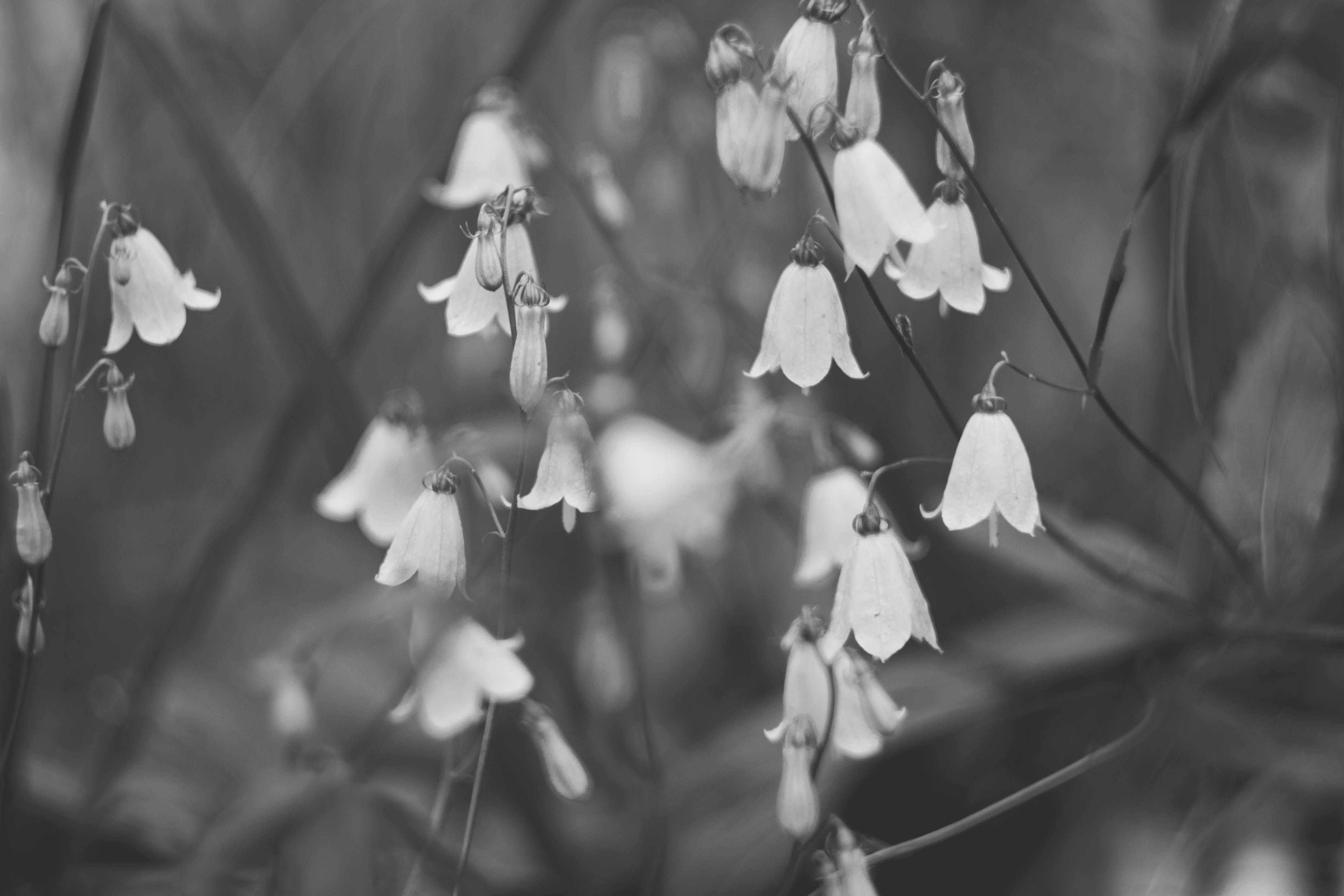 Photo by agrustin