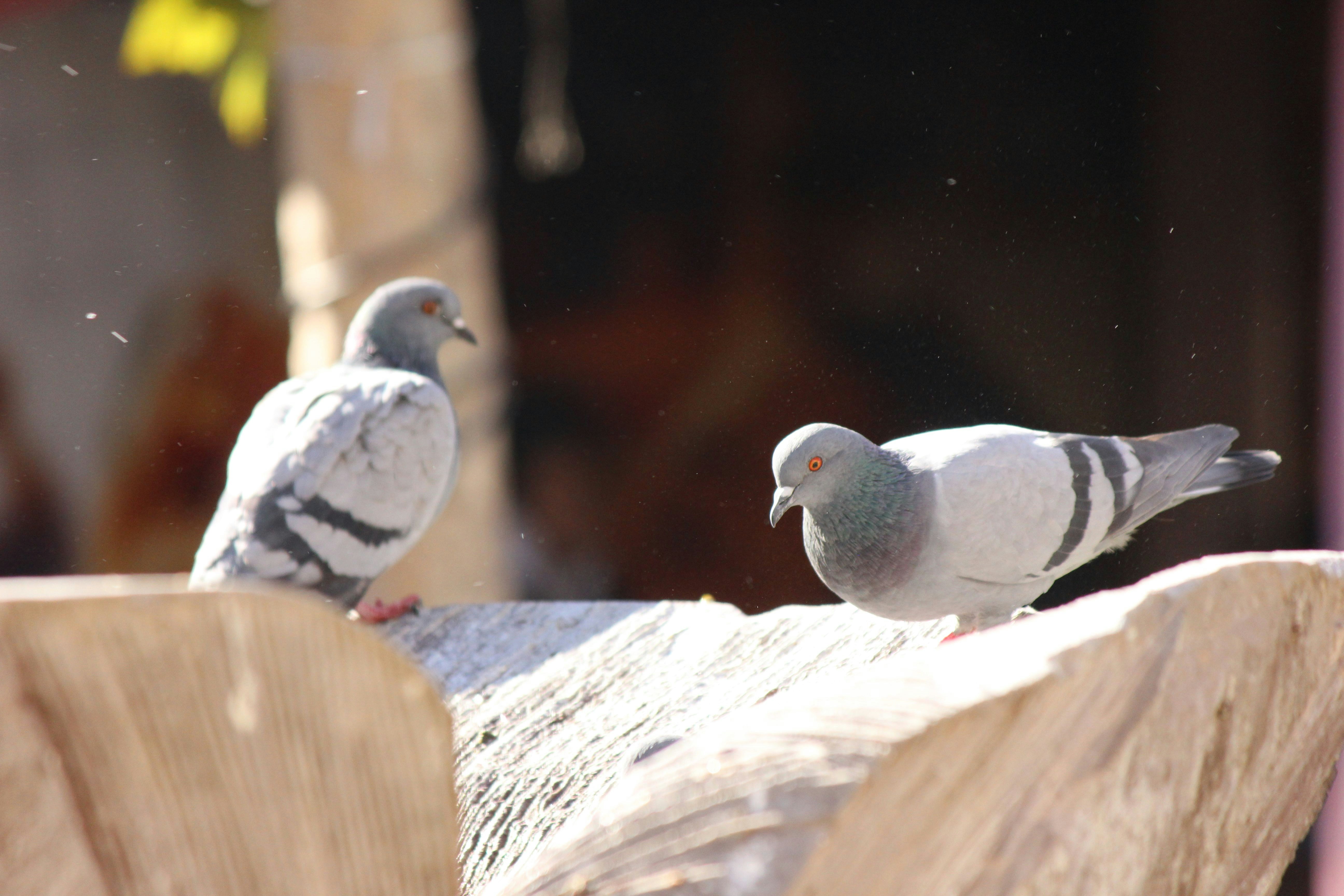 Photo by cengizozarpat