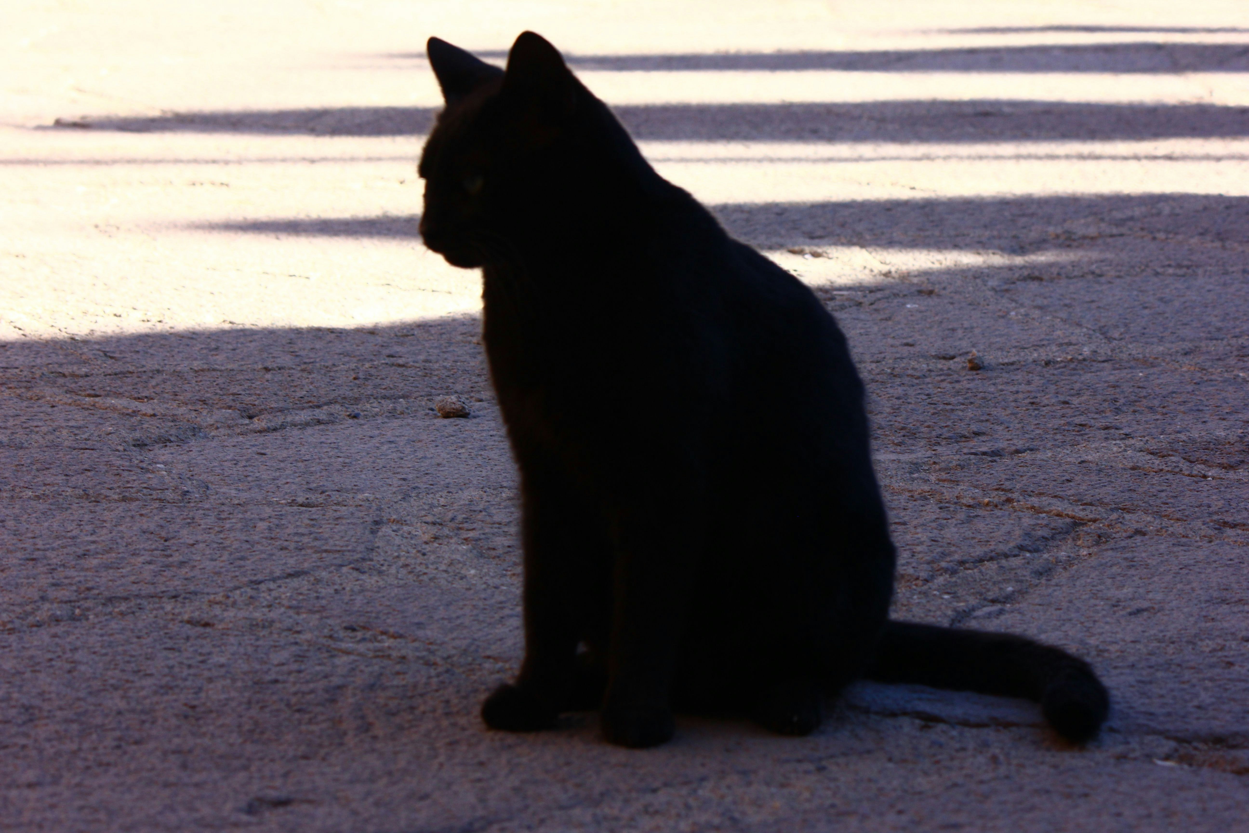 Photo by cengizozarpat