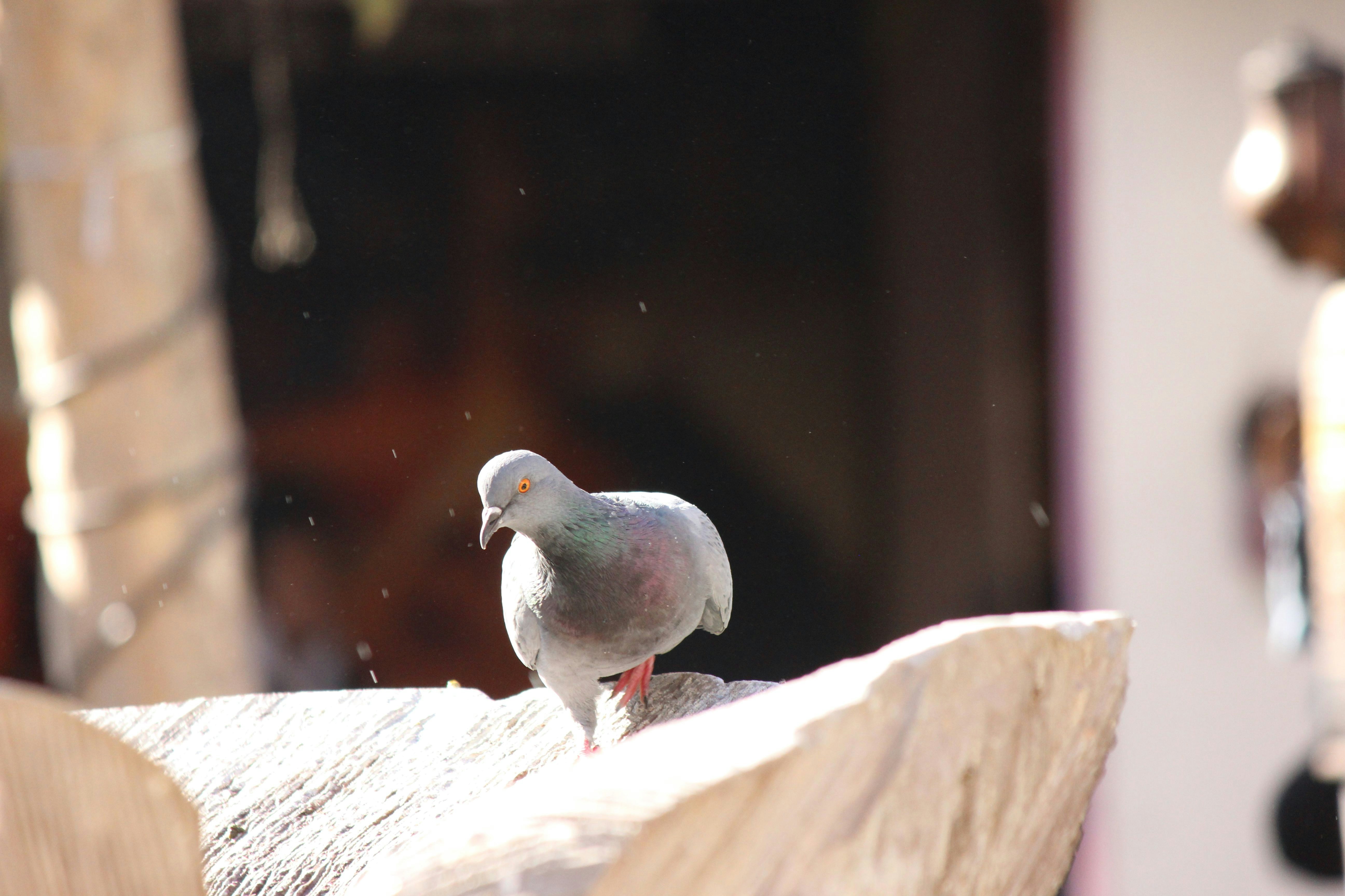 Photo by cengizozarpat