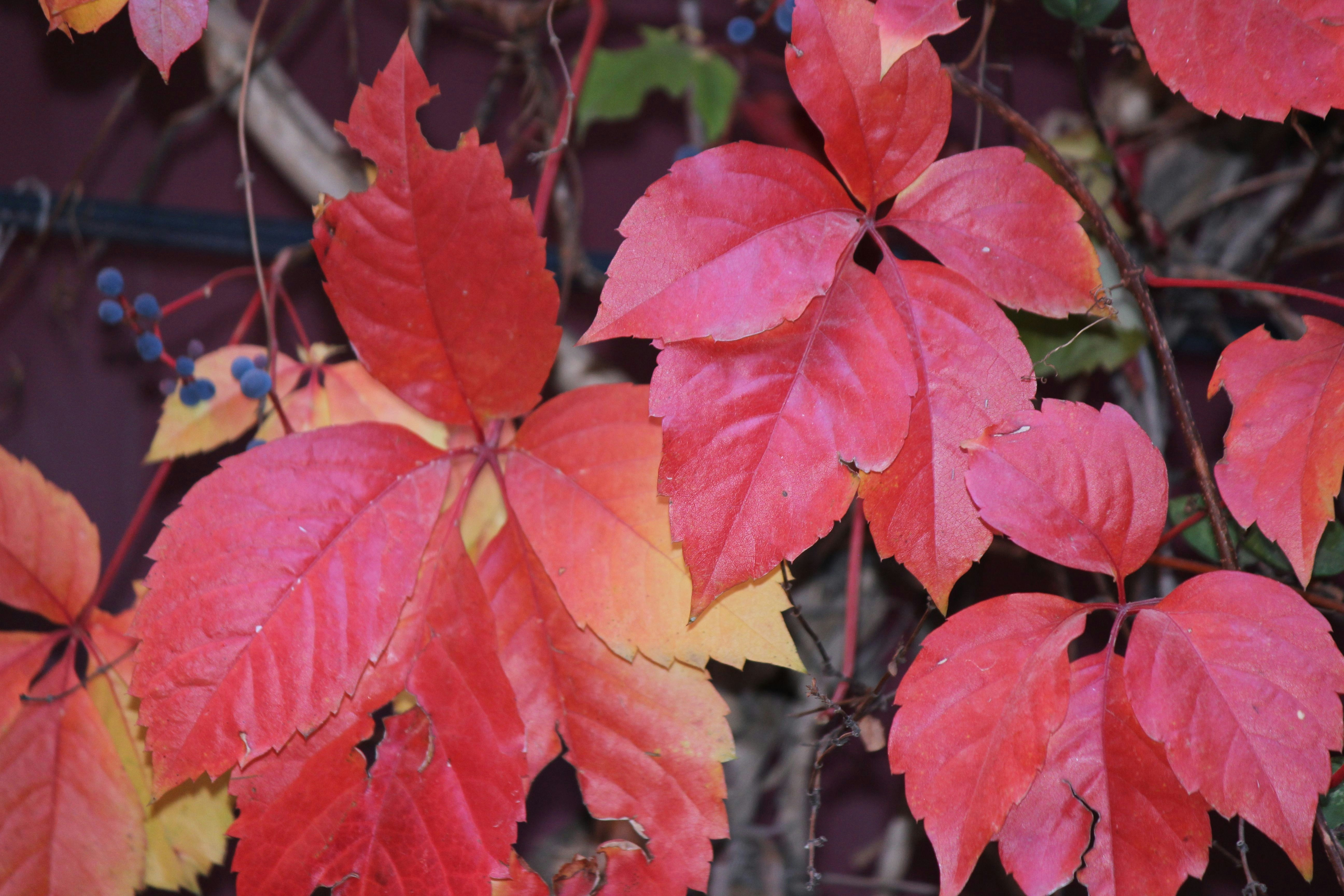 Photo by cengizozarpat