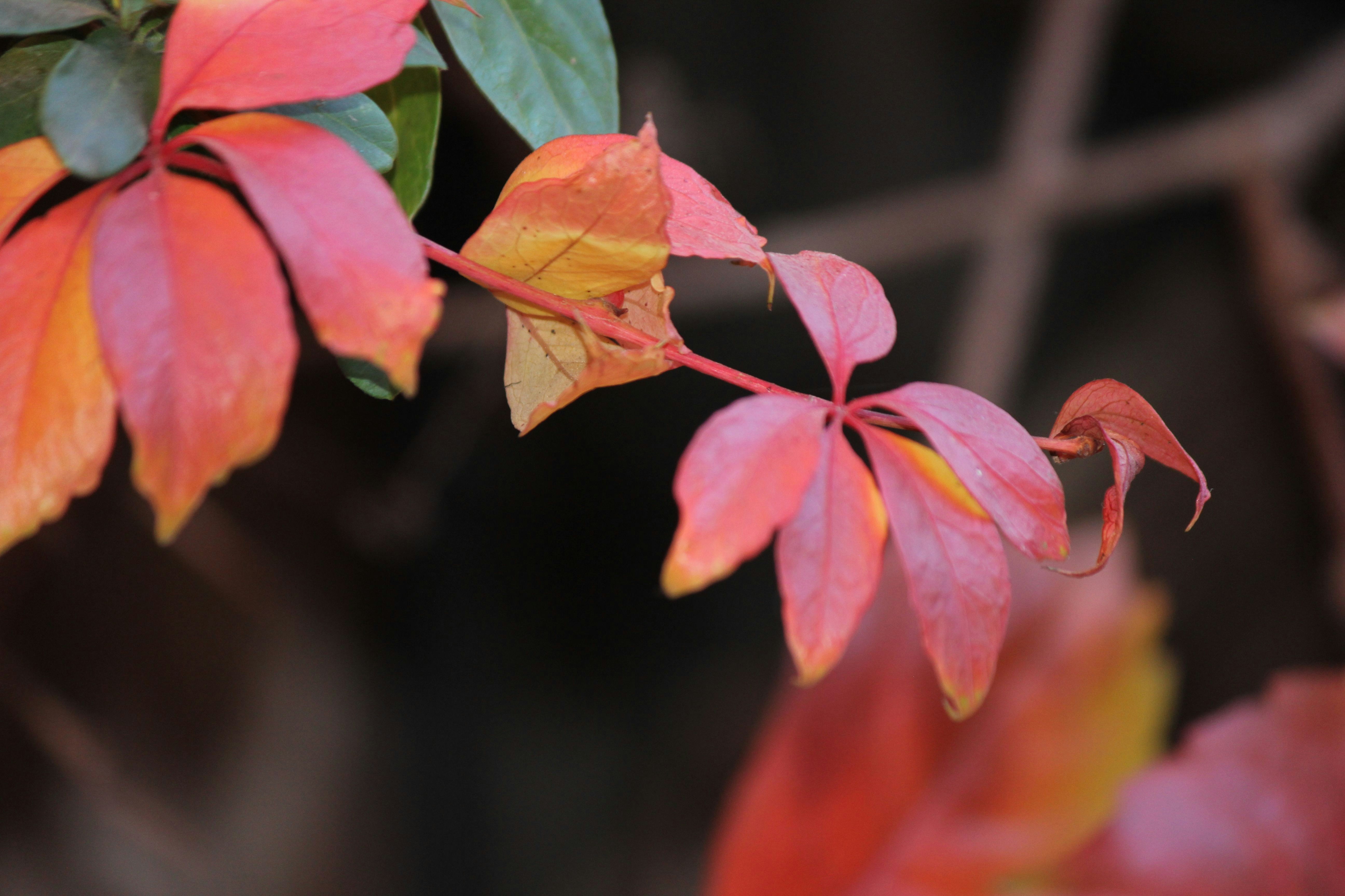 Photo by cengizozarpat